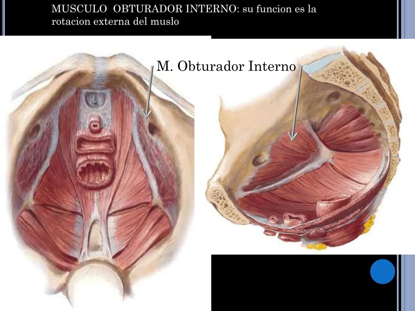 # MUSCULOS DE LA CARA MUSCULO OCCIPITO-FRONTAL
Función: movimiento del
cuero cabelludo.
Junto con el músculo
temporo-occipital se
denomina m