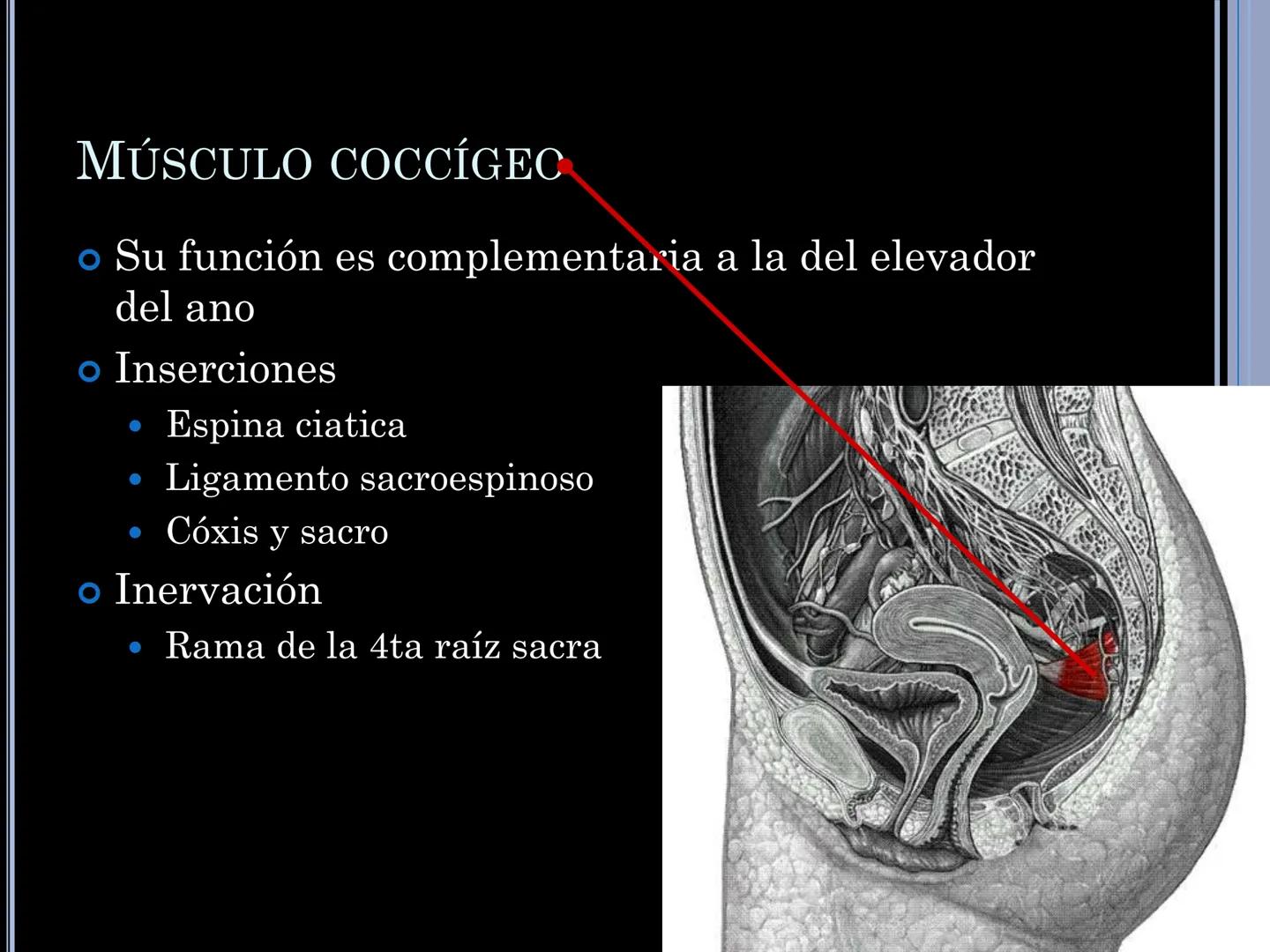 # MUSCULOS DE LA CARA MUSCULO OCCIPITO-FRONTAL
Función: movimiento del
cuero cabelludo.
Junto con el músculo
temporo-occipital se
denomina m