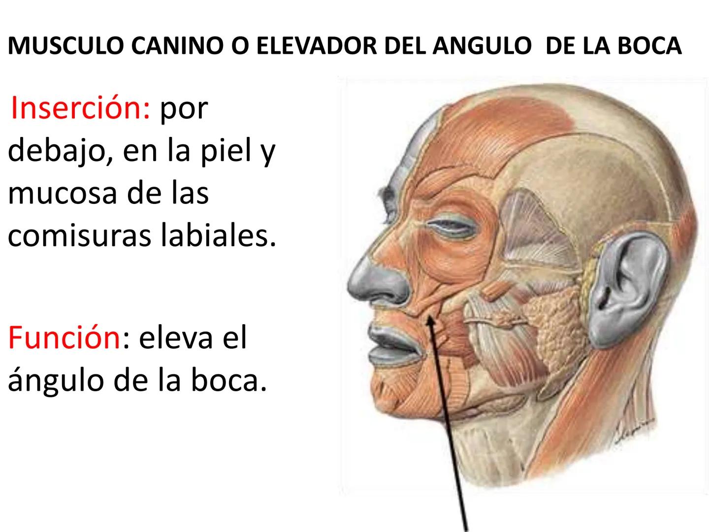 # MUSCULOS DE LA CARA MUSCULO OCCIPITO-FRONTAL
Función: movimiento del
cuero cabelludo.
Junto con el músculo
temporo-occipital se
denomina m