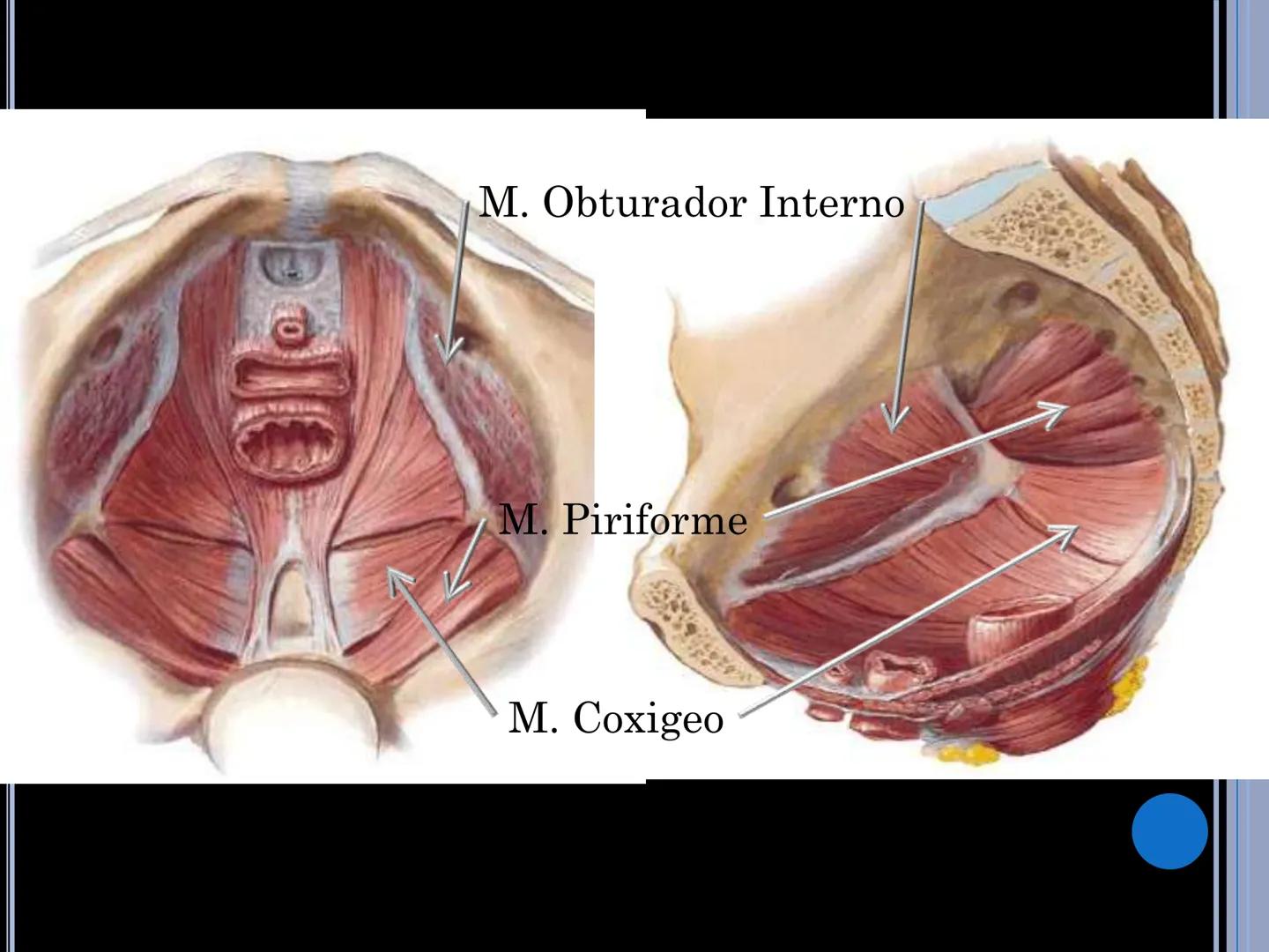 # MUSCULOS DE LA CARA MUSCULO OCCIPITO-FRONTAL
Función: movimiento del
cuero cabelludo.
Junto con el músculo
temporo-occipital se
denomina m