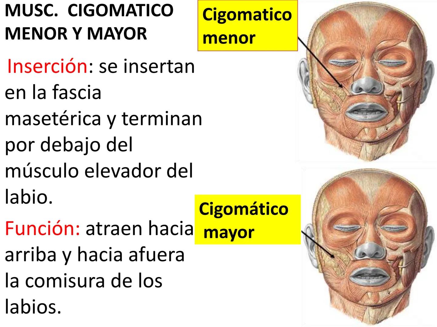 # MUSCULOS DE LA CARA MUSCULO OCCIPITO-FRONTAL
Función: movimiento del
cuero cabelludo.
Junto con el músculo
temporo-occipital se
denomina m