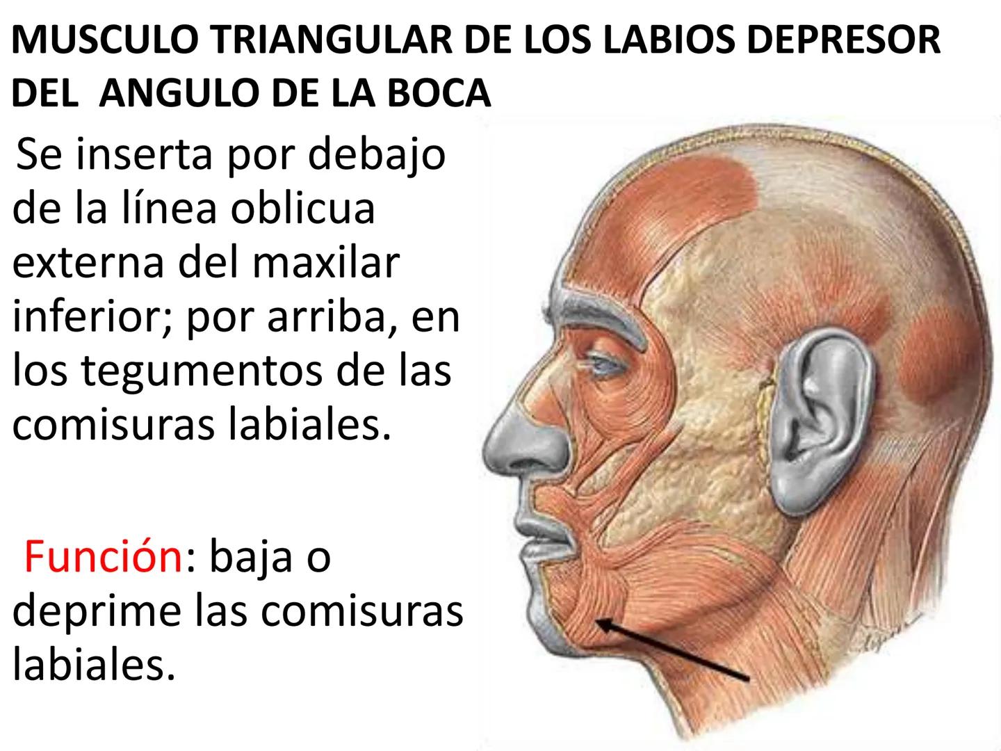 # MUSCULOS DE LA CARA MUSCULO OCCIPITO-FRONTAL
Función: movimiento del
cuero cabelludo.
Junto con el músculo
temporo-occipital se
denomina m