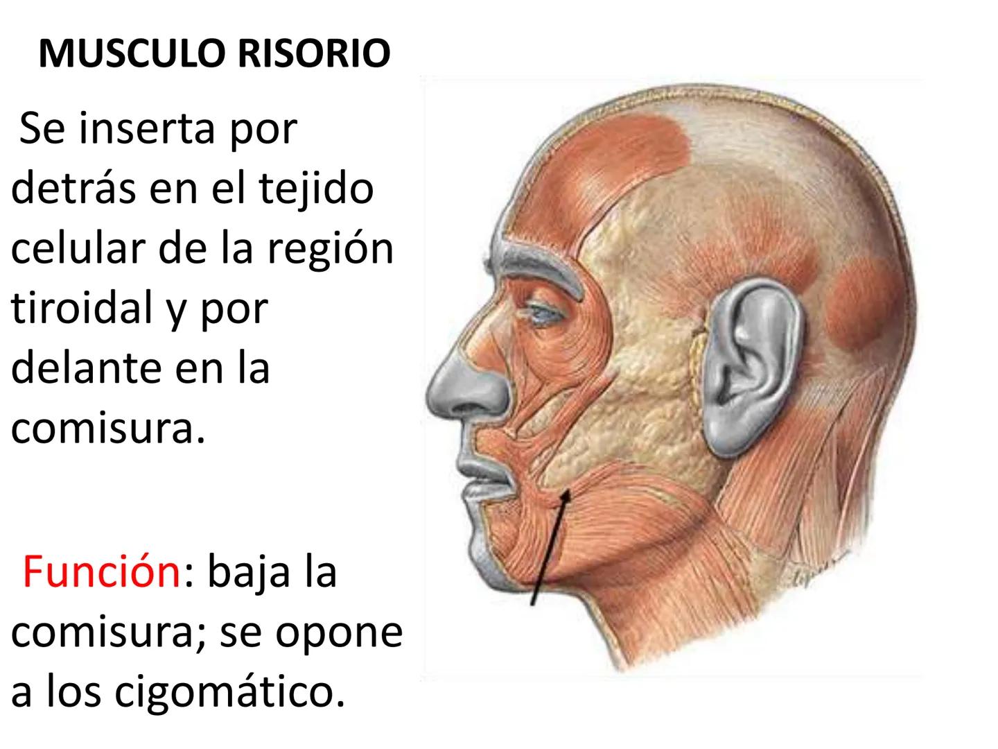 # MUSCULOS DE LA CARA MUSCULO OCCIPITO-FRONTAL
Función: movimiento del
cuero cabelludo.
Junto con el músculo
temporo-occipital se
denomina m