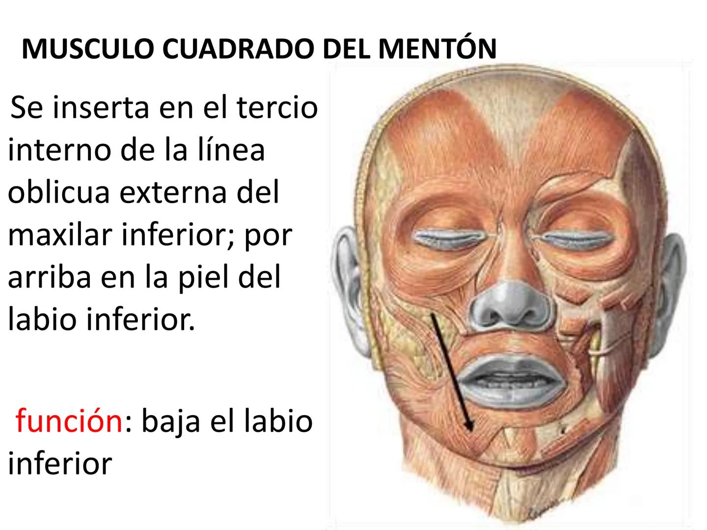 # MUSCULOS DE LA CARA MUSCULO OCCIPITO-FRONTAL
Función: movimiento del
cuero cabelludo.
Junto con el músculo
temporo-occipital se
denomina m