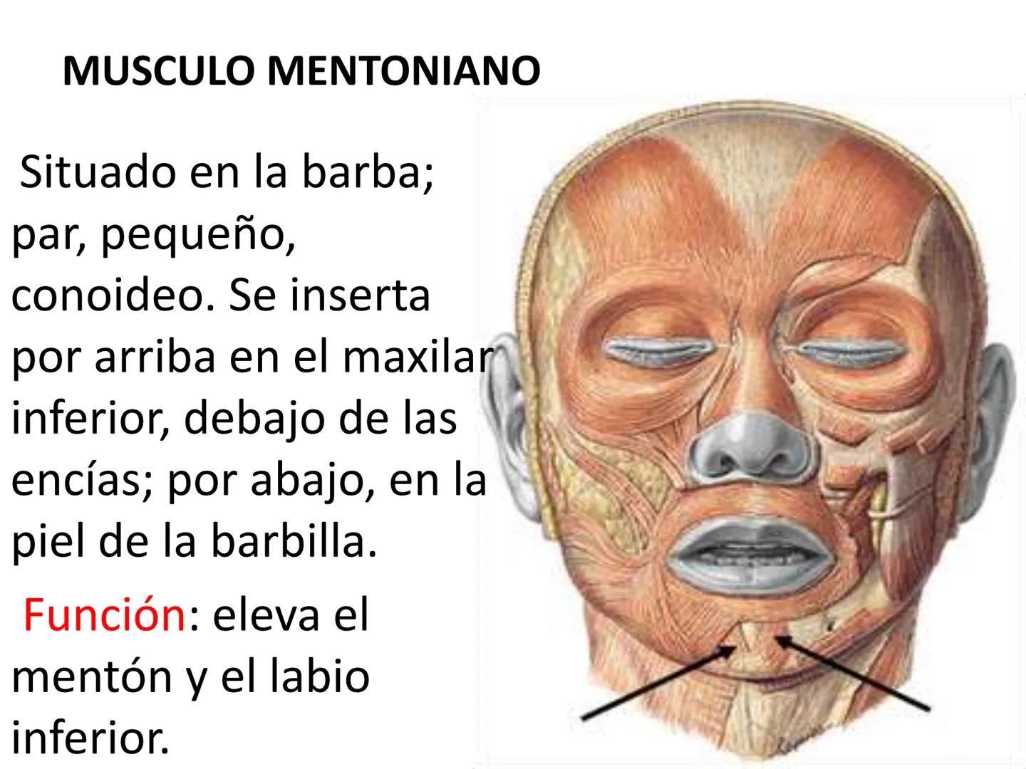 # MUSCULOS DE LA CARA MUSCULO OCCIPITO-FRONTAL
Función: movimiento del
cuero cabelludo.
Junto con el músculo
temporo-occipital se
denomina m