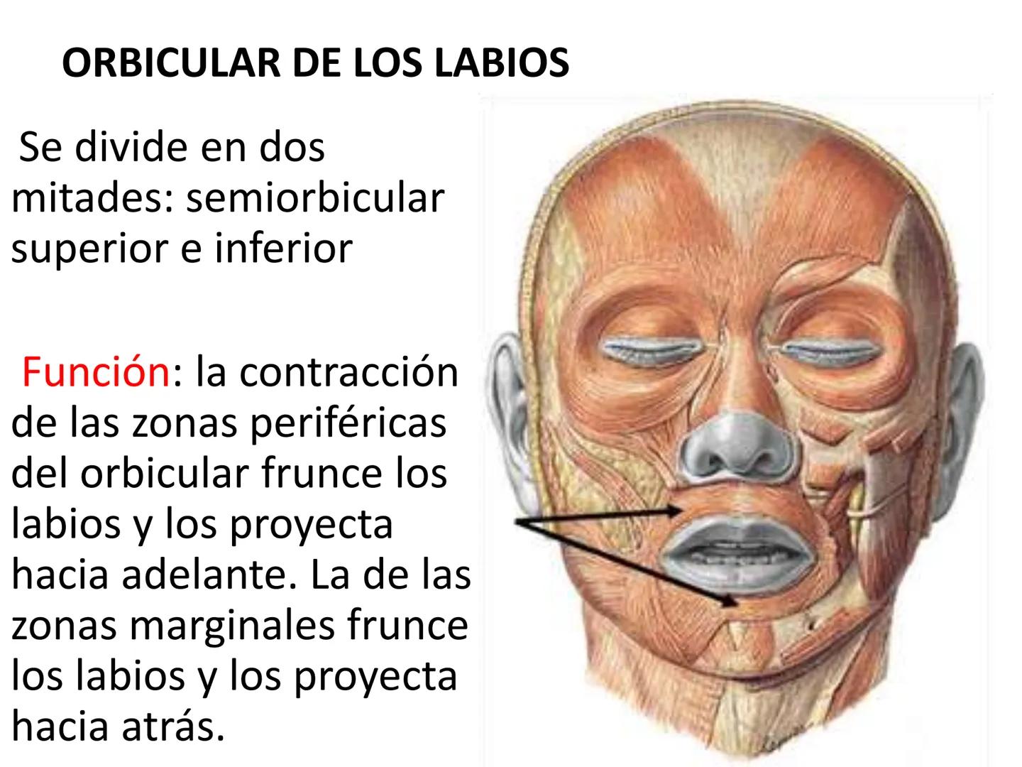 # MUSCULOS DE LA CARA MUSCULO OCCIPITO-FRONTAL
Función: movimiento del
cuero cabelludo.
Junto con el músculo
temporo-occipital se
denomina m