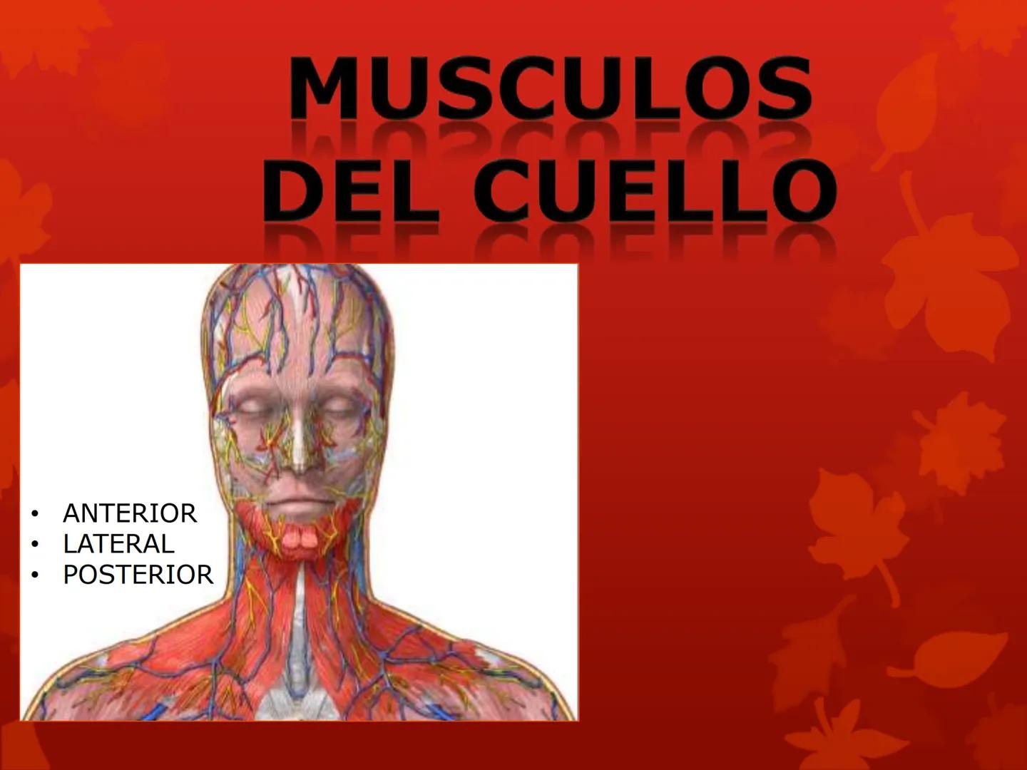 # MUSCULOS DE LA CARA MUSCULO OCCIPITO-FRONTAL
Función: movimiento del
cuero cabelludo.
Junto con el músculo
temporo-occipital se
denomina m