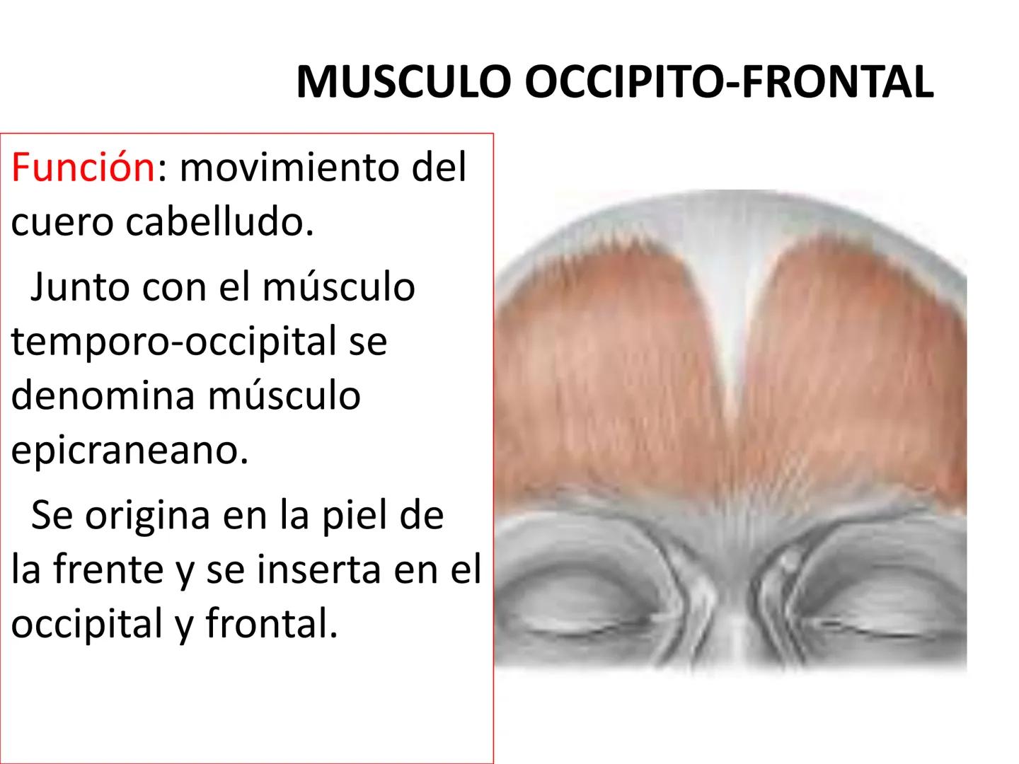 # MUSCULOS DE LA CARA MUSCULO OCCIPITO-FRONTAL
Función: movimiento del
cuero cabelludo.
Junto con el músculo
temporo-occipital se
denomina m
