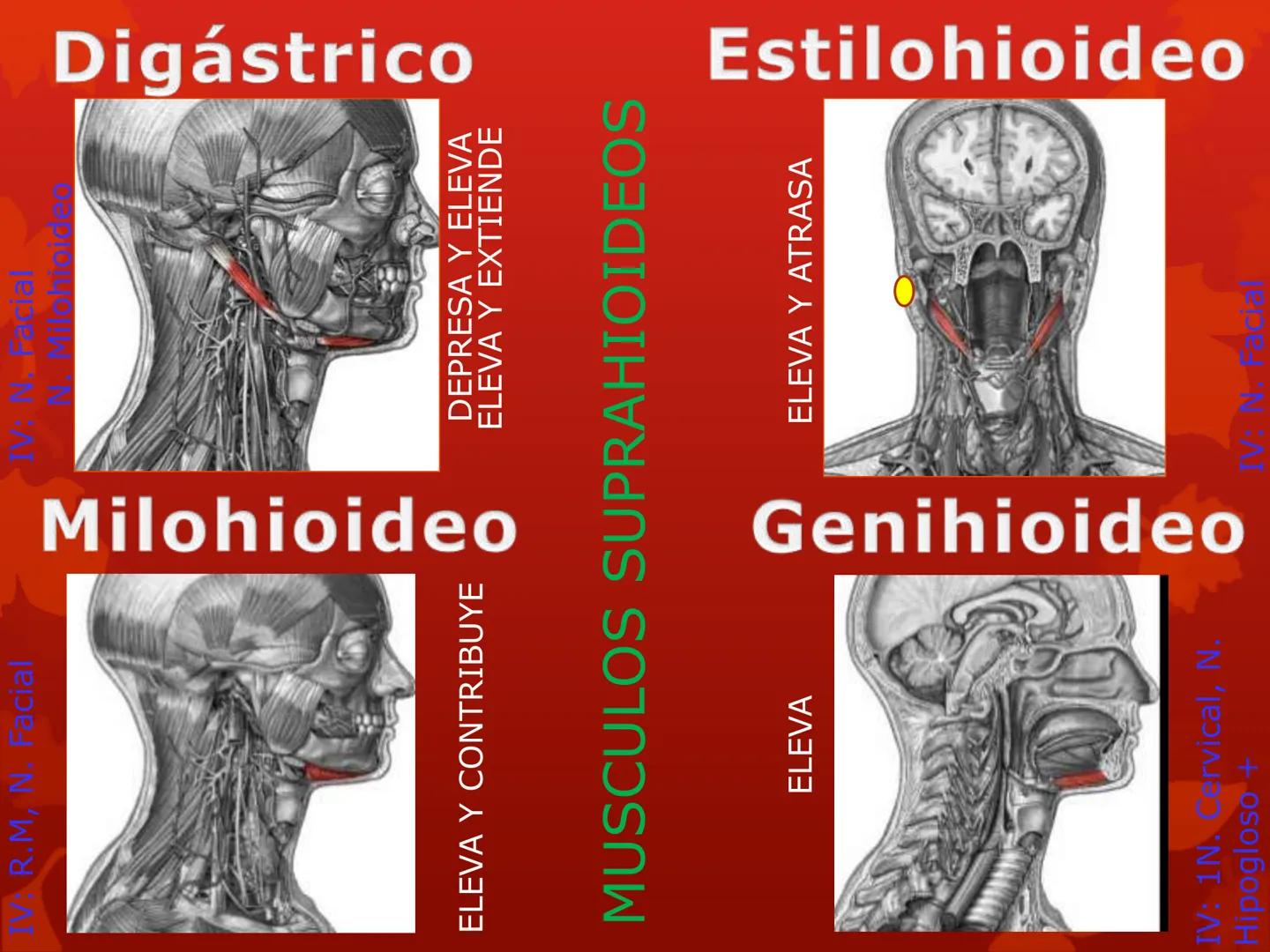 # MUSCULOS DE LA CARA MUSCULO OCCIPITO-FRONTAL
Función: movimiento del
cuero cabelludo.
Junto con el músculo
temporo-occipital se
denomina m
