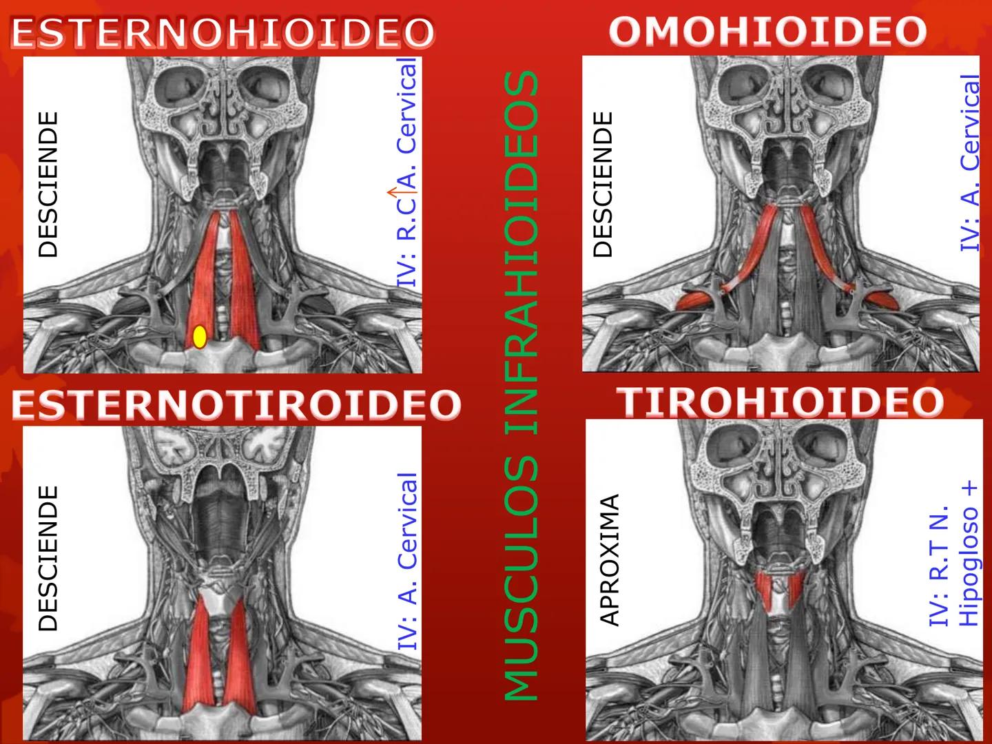 # MUSCULOS DE LA CARA MUSCULO OCCIPITO-FRONTAL
Función: movimiento del
cuero cabelludo.
Junto con el músculo
temporo-occipital se
denomina m