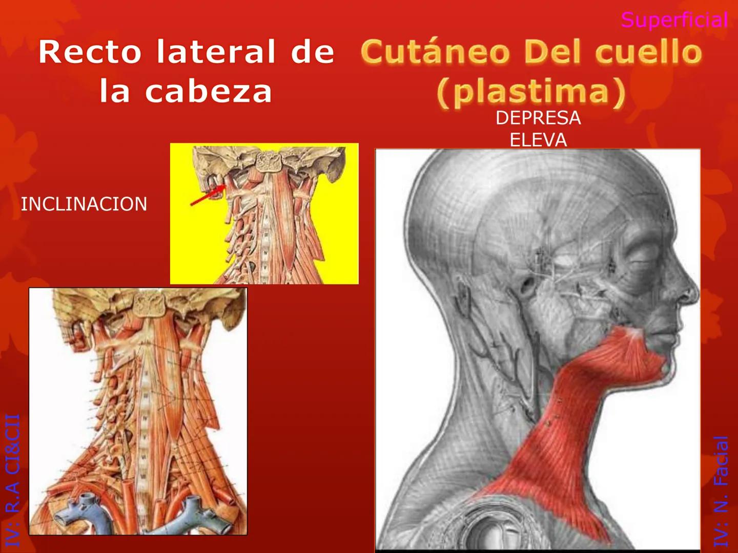 # MUSCULOS DE LA CARA MUSCULO OCCIPITO-FRONTAL
Función: movimiento del
cuero cabelludo.
Junto con el músculo
temporo-occipital se
denomina m