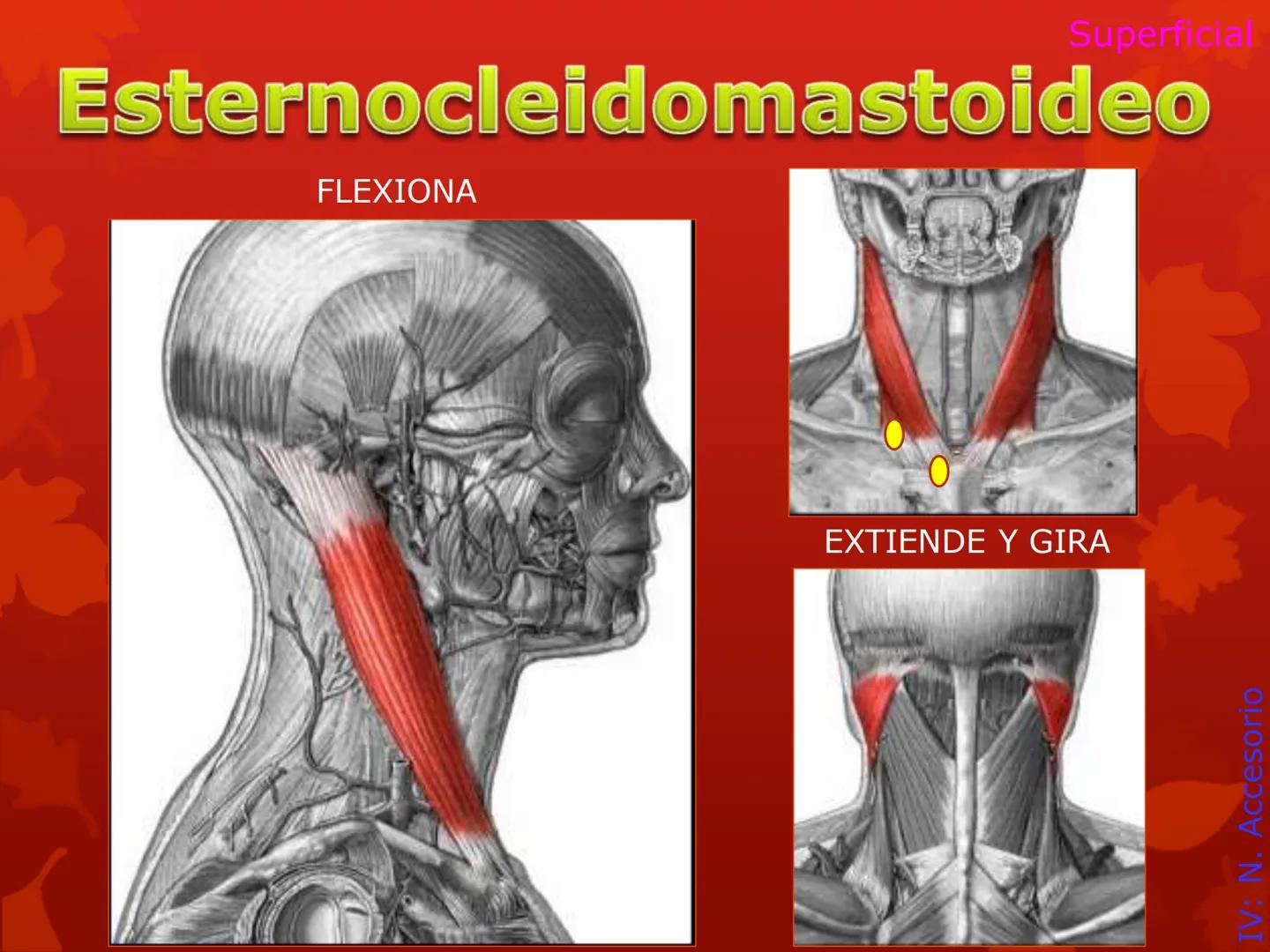 # MUSCULOS DE LA CARA MUSCULO OCCIPITO-FRONTAL
Función: movimiento del
cuero cabelludo.
Junto con el músculo
temporo-occipital se
denomina m
