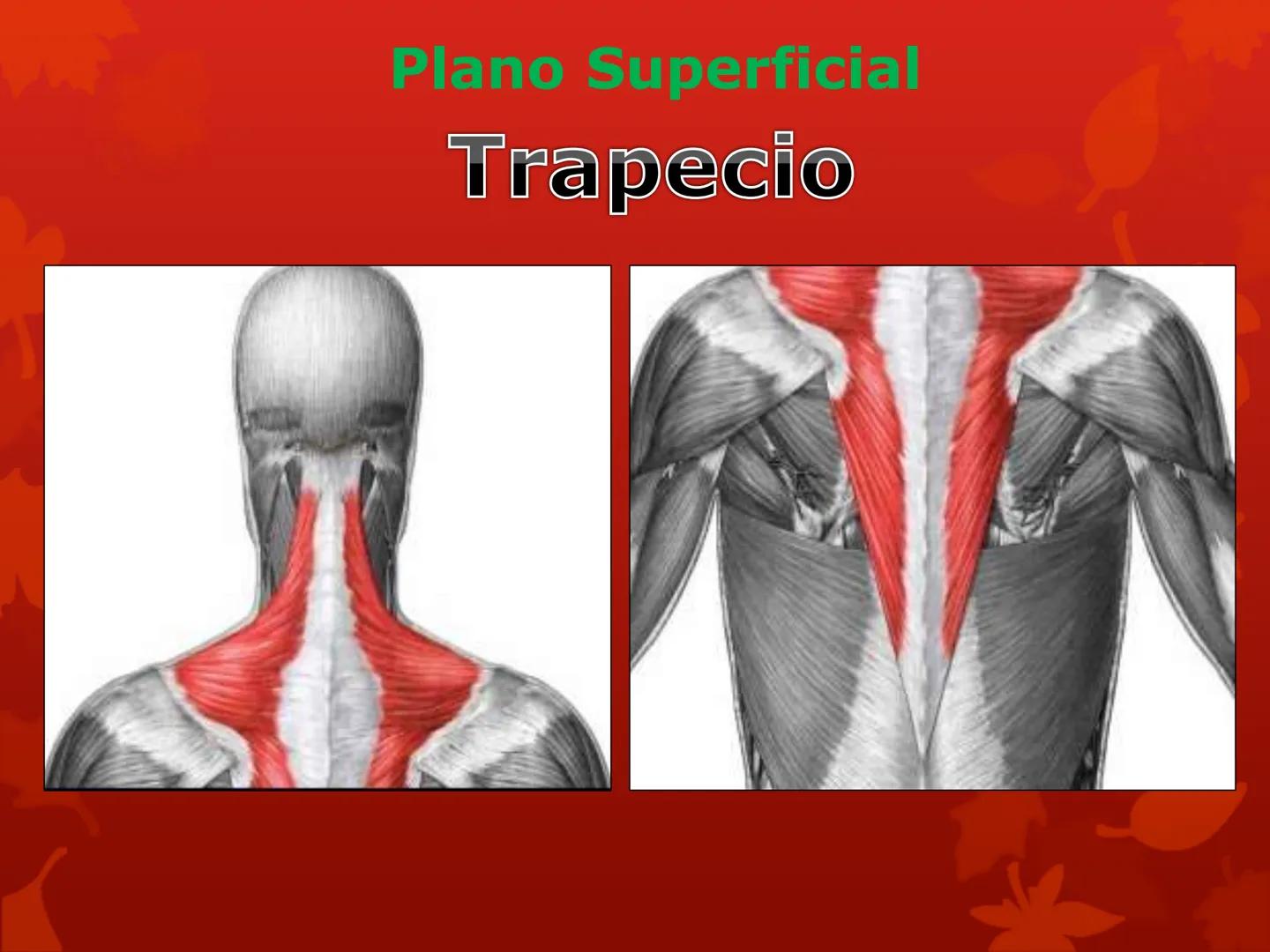 # MUSCULOS DE LA CARA MUSCULO OCCIPITO-FRONTAL
Función: movimiento del
cuero cabelludo.
Junto con el músculo
temporo-occipital se
denomina m