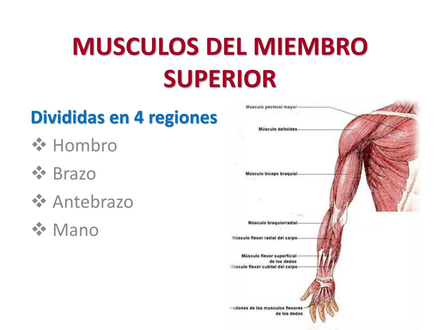 # MUSCULOS DE LA CARA MUSCULO OCCIPITO-FRONTAL
Función: movimiento del
cuero cabelludo.
Junto con el músculo
temporo-occipital se
denomina m