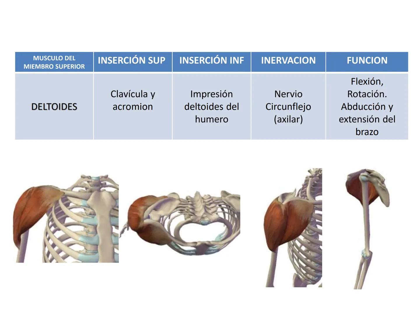 # MUSCULOS DE LA CARA MUSCULO OCCIPITO-FRONTAL
Función: movimiento del
cuero cabelludo.
Junto con el músculo
temporo-occipital se
denomina m