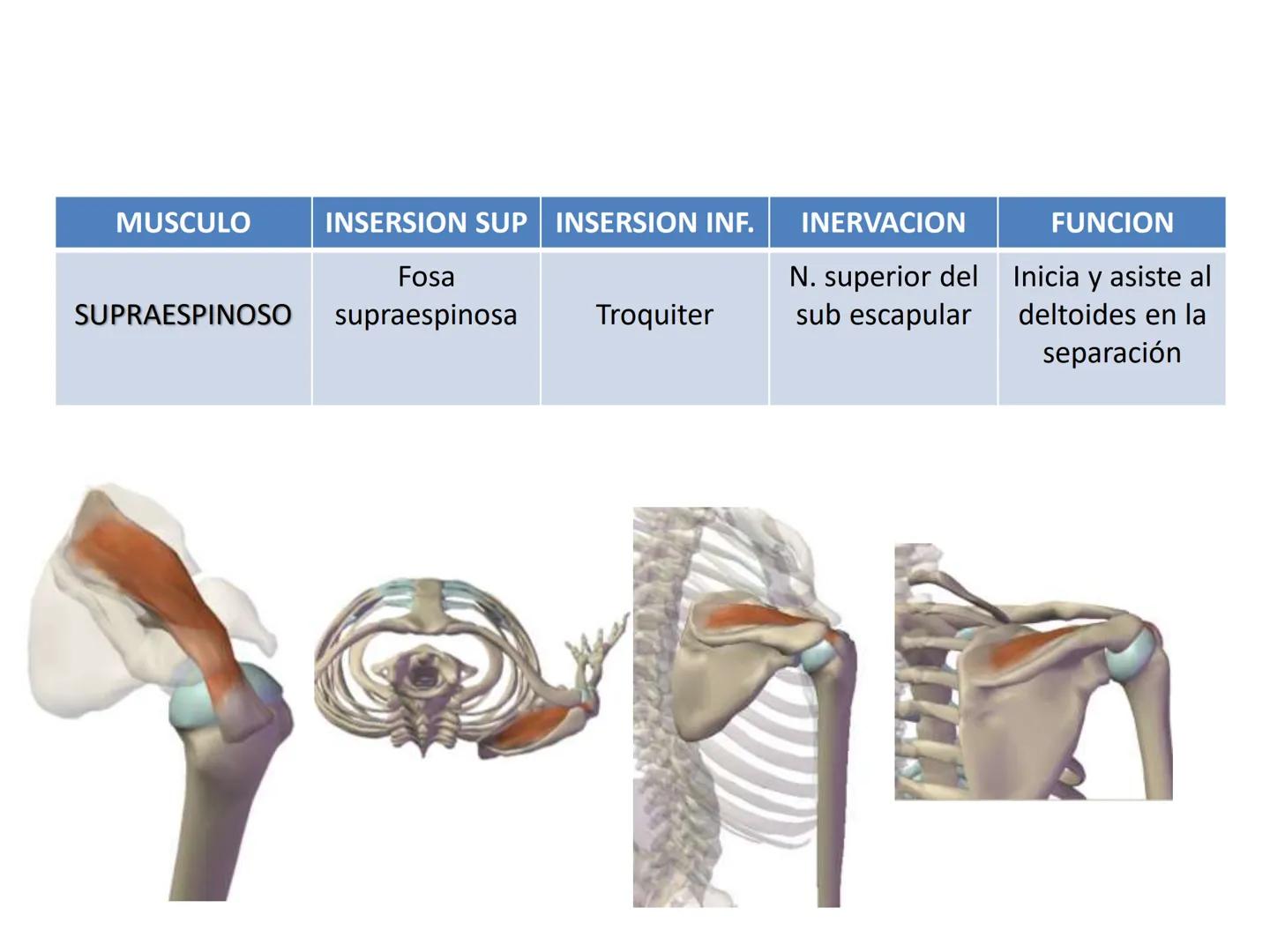 # MUSCULOS DE LA CARA MUSCULO OCCIPITO-FRONTAL
Función: movimiento del
cuero cabelludo.
Junto con el músculo
temporo-occipital se
denomina m