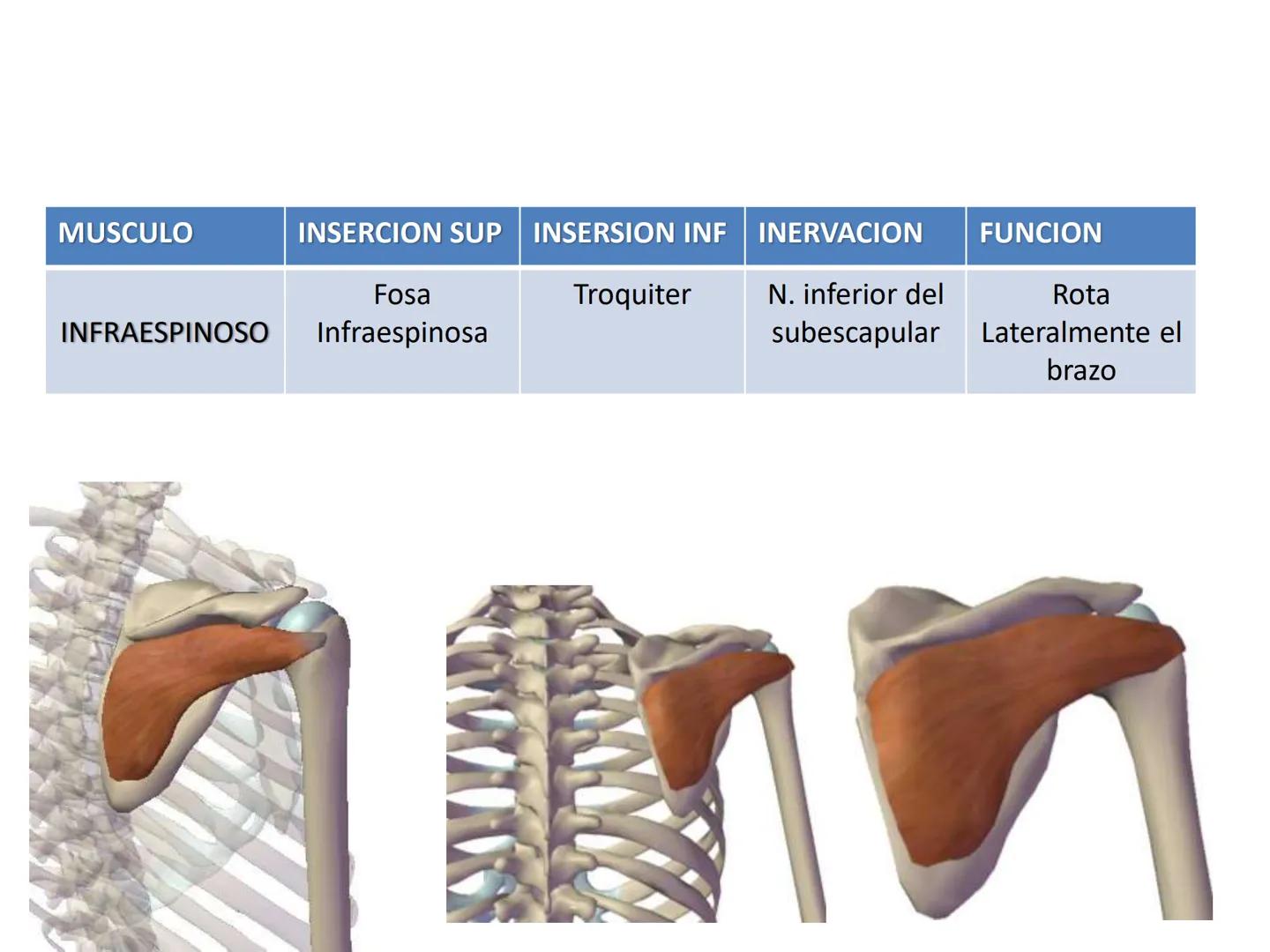 # MUSCULOS DE LA CARA MUSCULO OCCIPITO-FRONTAL
Función: movimiento del
cuero cabelludo.
Junto con el músculo
temporo-occipital se
denomina m