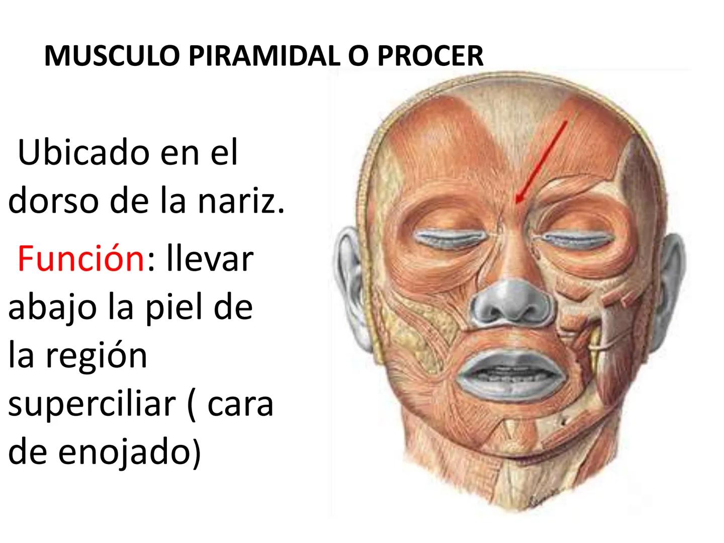 # MUSCULOS DE LA CARA MUSCULO OCCIPITO-FRONTAL
Función: movimiento del
cuero cabelludo.
Junto con el músculo
temporo-occipital se
denomina m
