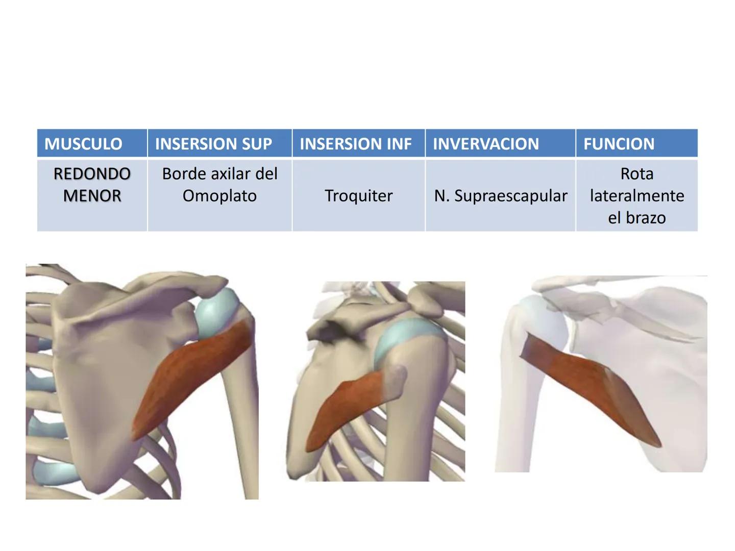 # MUSCULOS DE LA CARA MUSCULO OCCIPITO-FRONTAL
Función: movimiento del
cuero cabelludo.
Junto con el músculo
temporo-occipital se
denomina m