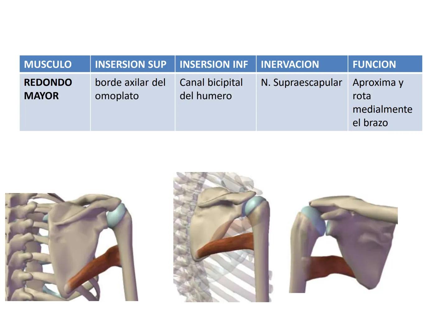 # MUSCULOS DE LA CARA MUSCULO OCCIPITO-FRONTAL
Función: movimiento del
cuero cabelludo.
Junto con el músculo
temporo-occipital se
denomina m
