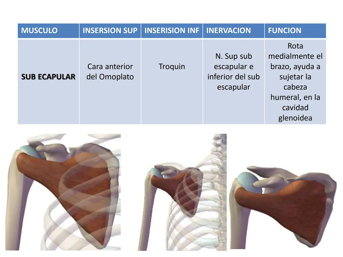 # MUSCULOS DE LA CARA MUSCULO OCCIPITO-FRONTAL
Función: movimiento del
cuero cabelludo.
Junto con el músculo
temporo-occipital se
denomina m