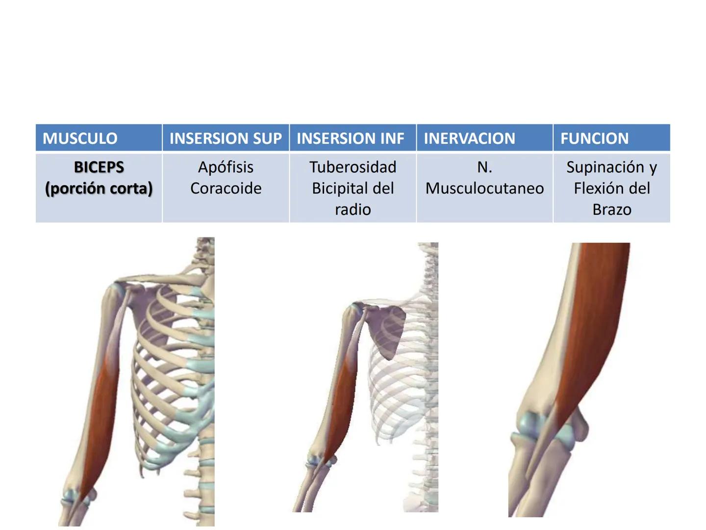 # MUSCULOS DE LA CARA MUSCULO OCCIPITO-FRONTAL
Función: movimiento del
cuero cabelludo.
Junto con el músculo
temporo-occipital se
denomina m