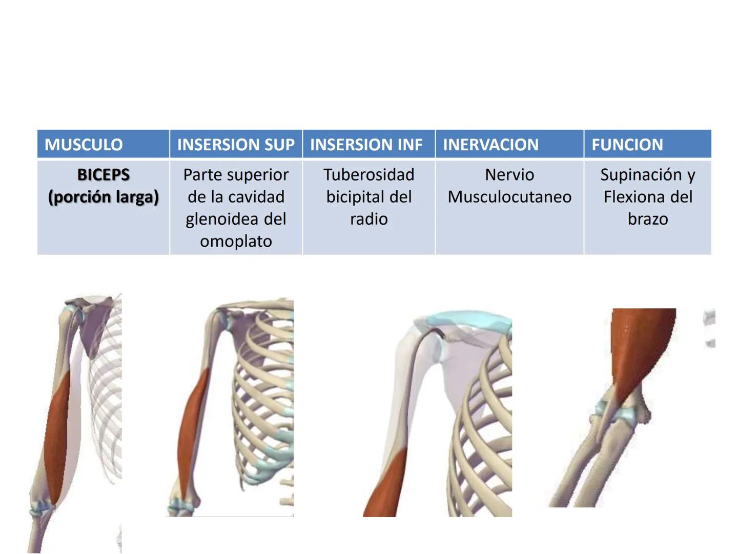 # MUSCULOS DE LA CARA MUSCULO OCCIPITO-FRONTAL
Función: movimiento del
cuero cabelludo.
Junto con el músculo
temporo-occipital se
denomina m