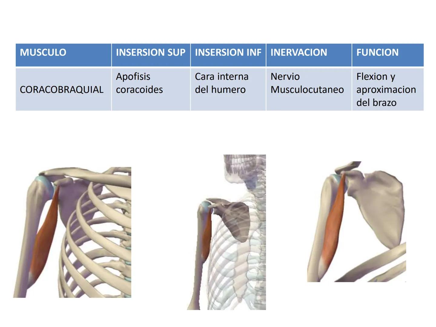 # MUSCULOS DE LA CARA MUSCULO OCCIPITO-FRONTAL
Función: movimiento del
cuero cabelludo.
Junto con el músculo
temporo-occipital se
denomina m