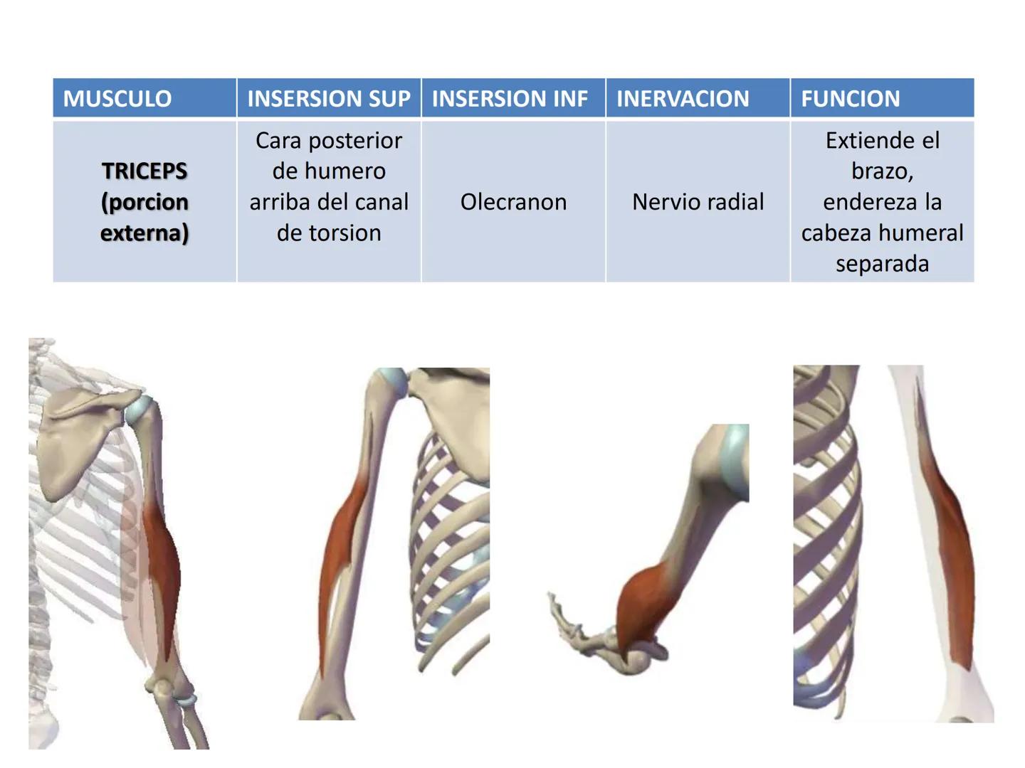 # MUSCULOS DE LA CARA MUSCULO OCCIPITO-FRONTAL
Función: movimiento del
cuero cabelludo.
Junto con el músculo
temporo-occipital se
denomina m