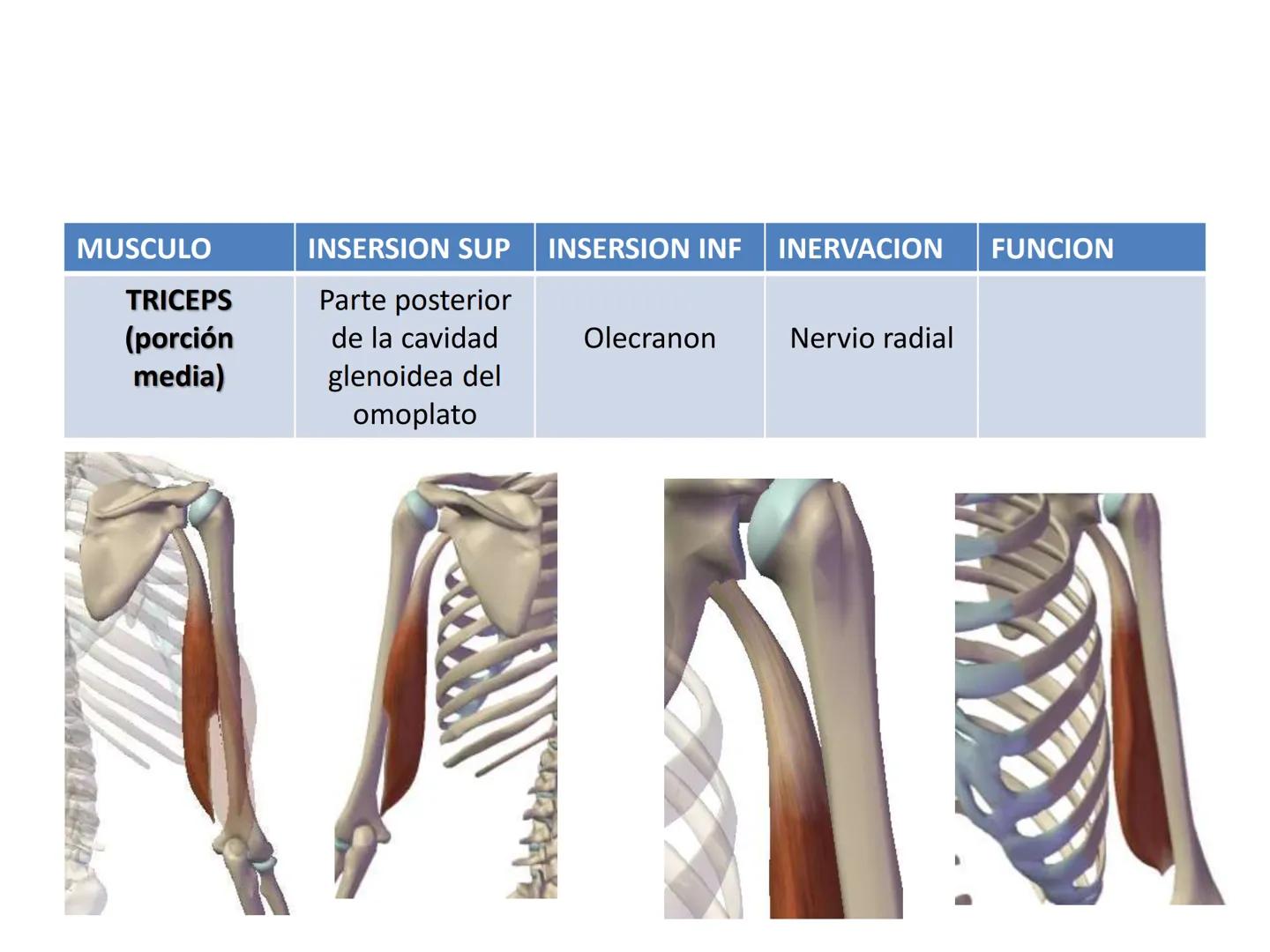 # MUSCULOS DE LA CARA MUSCULO OCCIPITO-FRONTAL
Función: movimiento del
cuero cabelludo.
Junto con el músculo
temporo-occipital se
denomina m
