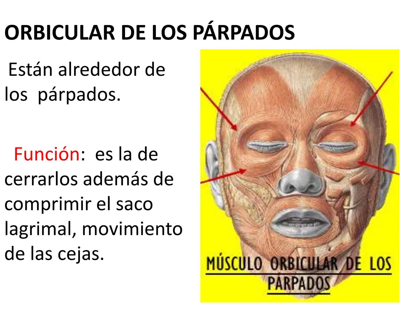 # MUSCULOS DE LA CARA MUSCULO OCCIPITO-FRONTAL
Función: movimiento del
cuero cabelludo.
Junto con el músculo
temporo-occipital se
denomina m
