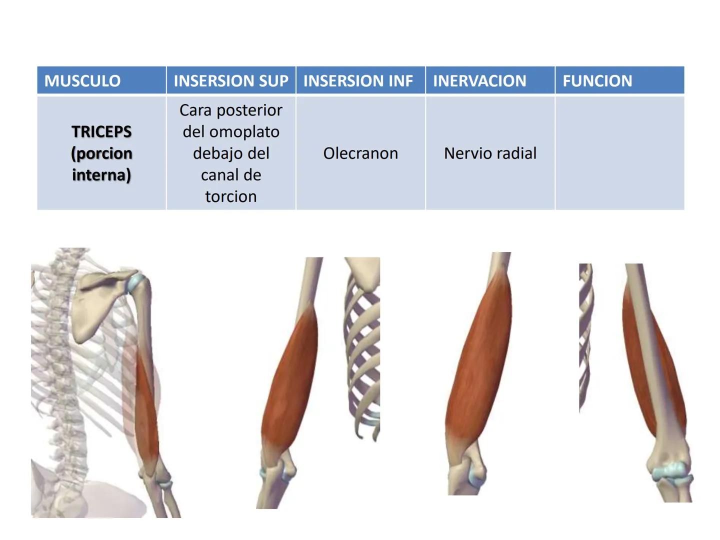 # MUSCULOS DE LA CARA MUSCULO OCCIPITO-FRONTAL
Función: movimiento del
cuero cabelludo.
Junto con el músculo
temporo-occipital se
denomina m