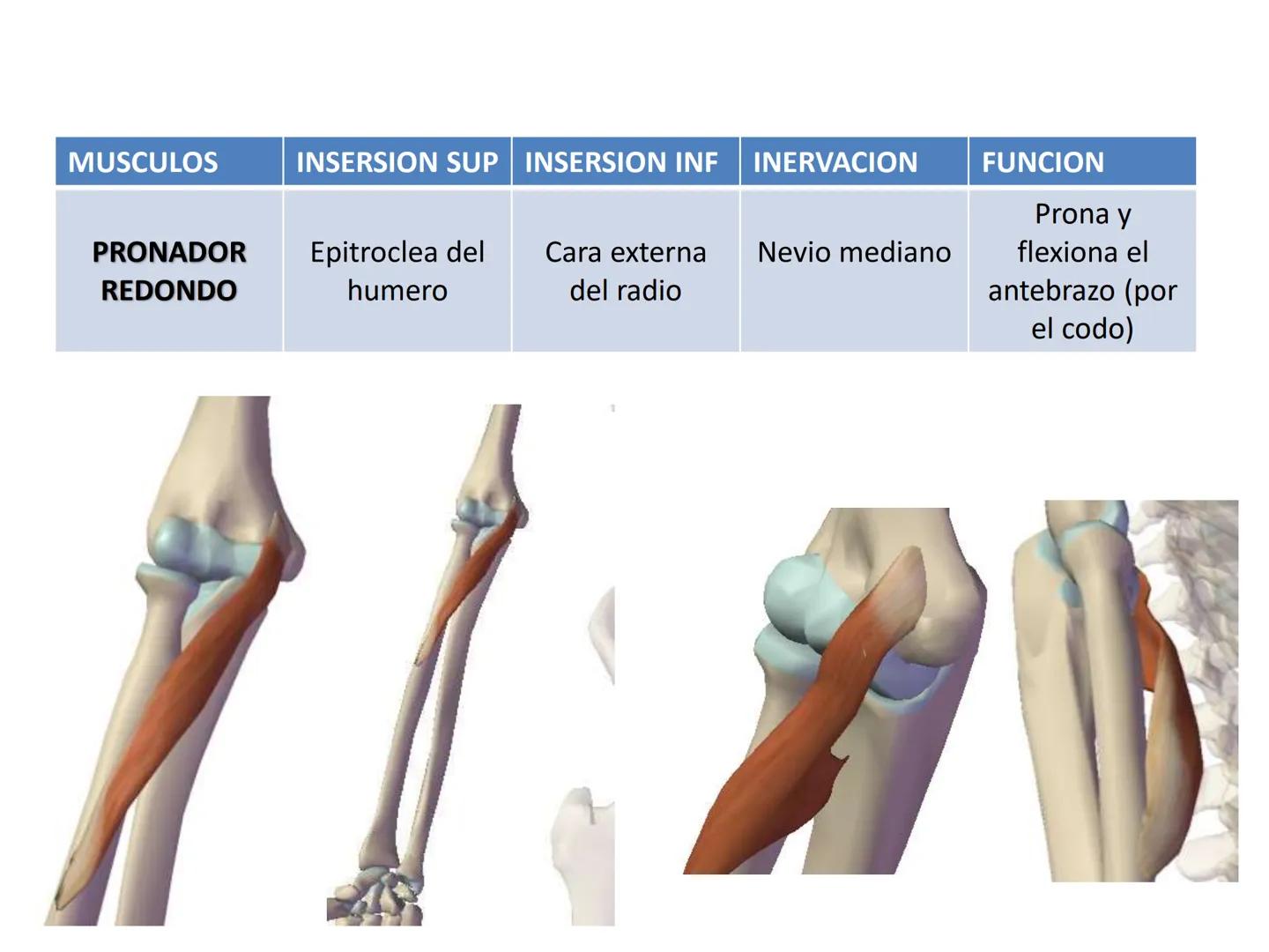 # MUSCULOS DE LA CARA MUSCULO OCCIPITO-FRONTAL
Función: movimiento del
cuero cabelludo.
Junto con el músculo
temporo-occipital se
denomina m