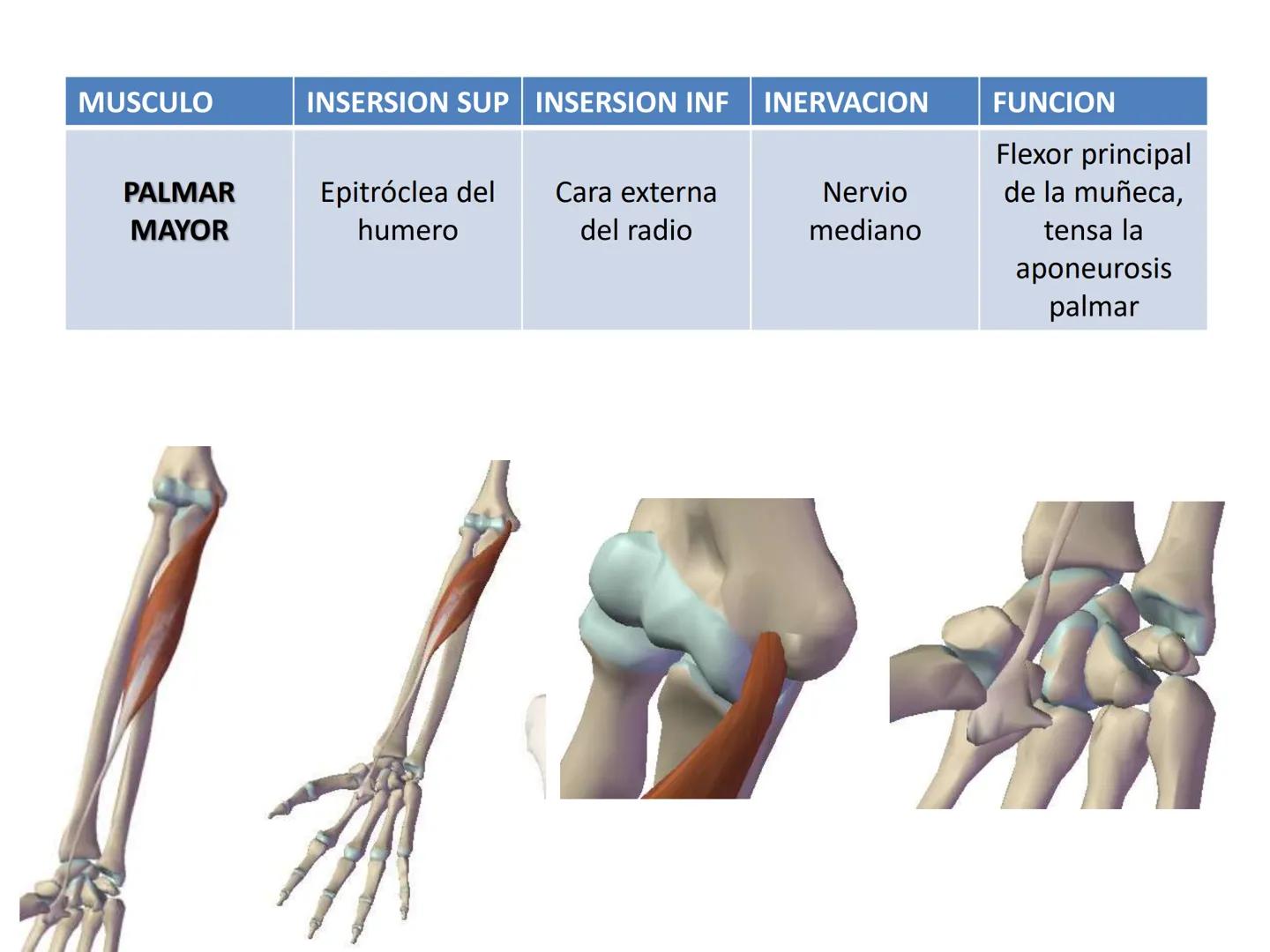 # MUSCULOS DE LA CARA MUSCULO OCCIPITO-FRONTAL
Función: movimiento del
cuero cabelludo.
Junto con el músculo
temporo-occipital se
denomina m