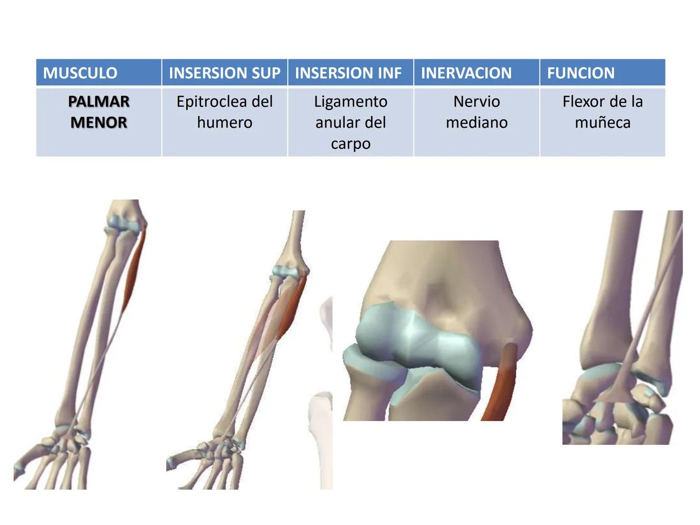 # MUSCULOS DE LA CARA MUSCULO OCCIPITO-FRONTAL
Función: movimiento del
cuero cabelludo.
Junto con el músculo
temporo-occipital se
denomina m