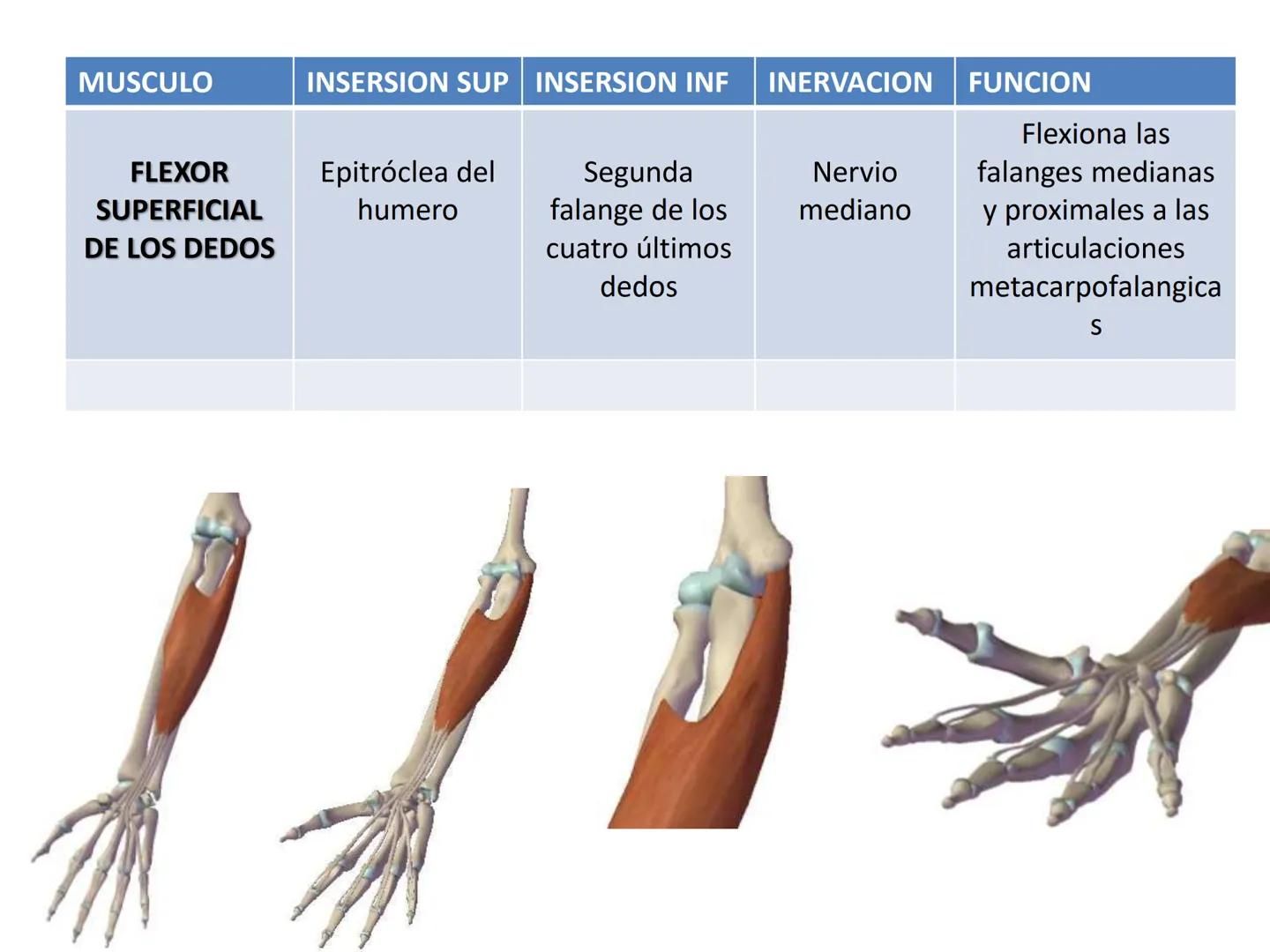# MUSCULOS DE LA CARA MUSCULO OCCIPITO-FRONTAL
Función: movimiento del
cuero cabelludo.
Junto con el músculo
temporo-occipital se
denomina m