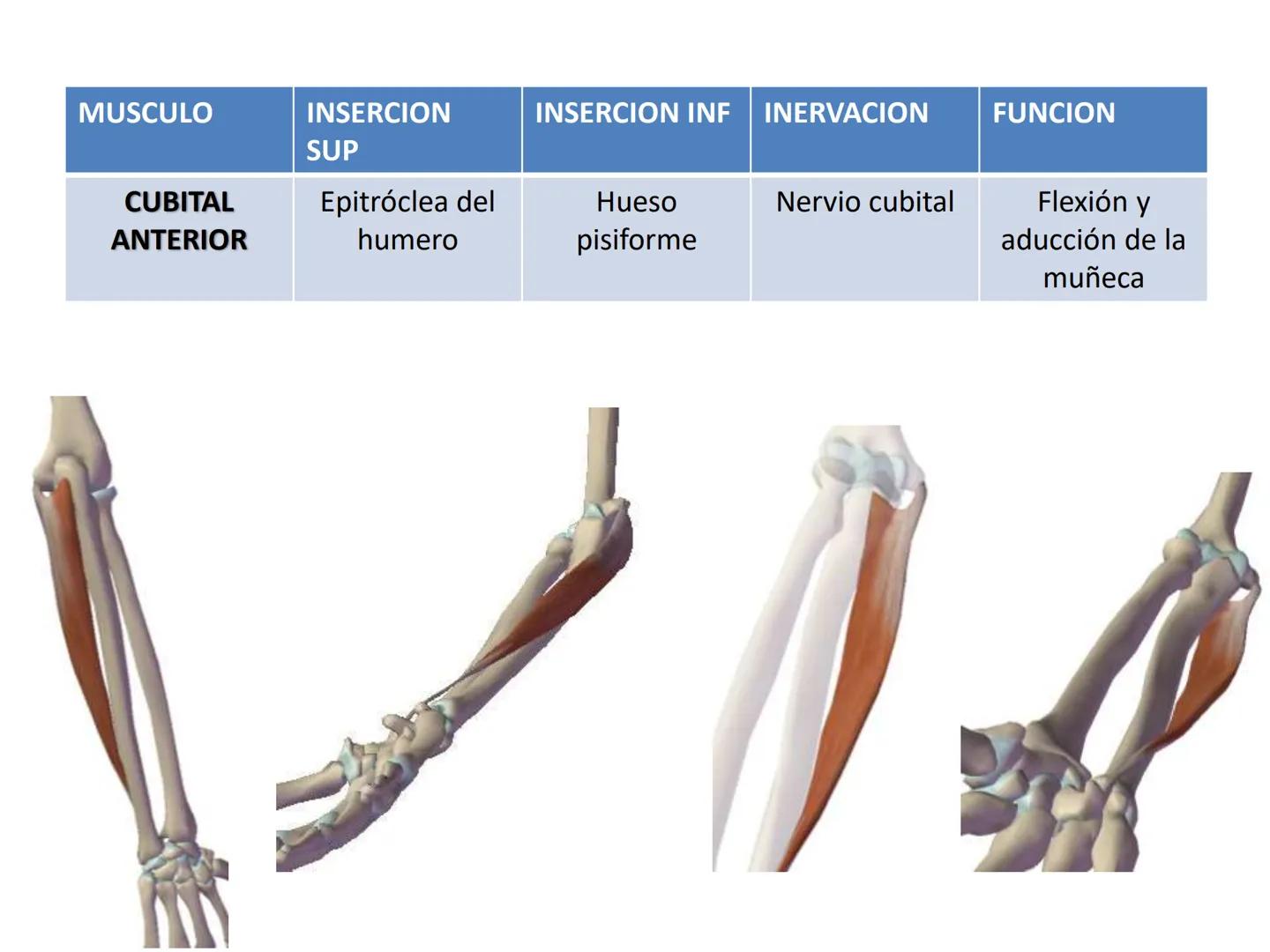 # MUSCULOS DE LA CARA MUSCULO OCCIPITO-FRONTAL
Función: movimiento del
cuero cabelludo.
Junto con el músculo
temporo-occipital se
denomina m