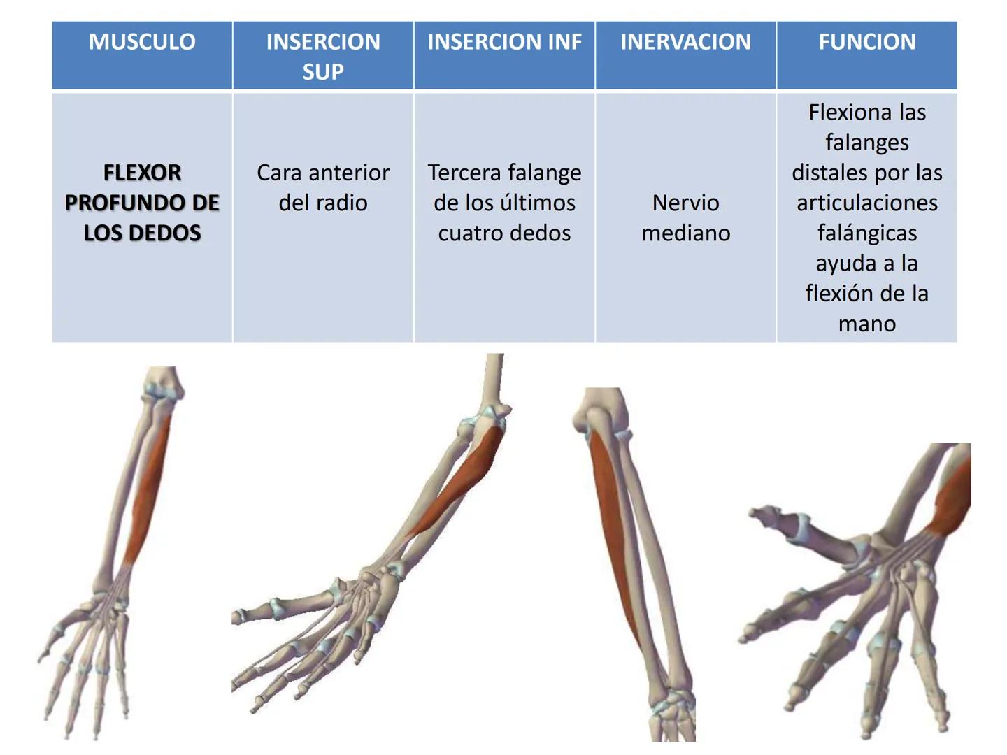 # MUSCULOS DE LA CARA MUSCULO OCCIPITO-FRONTAL
Función: movimiento del
cuero cabelludo.
Junto con el músculo
temporo-occipital se
denomina m
