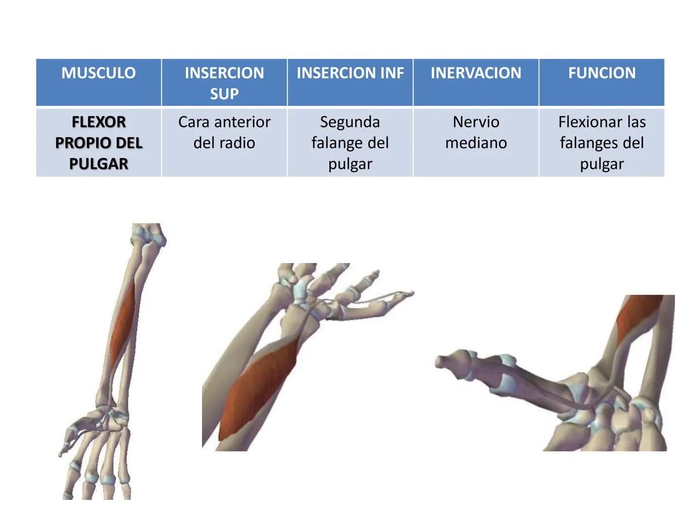 # MUSCULOS DE LA CARA MUSCULO OCCIPITO-FRONTAL
Función: movimiento del
cuero cabelludo.
Junto con el músculo
temporo-occipital se
denomina m