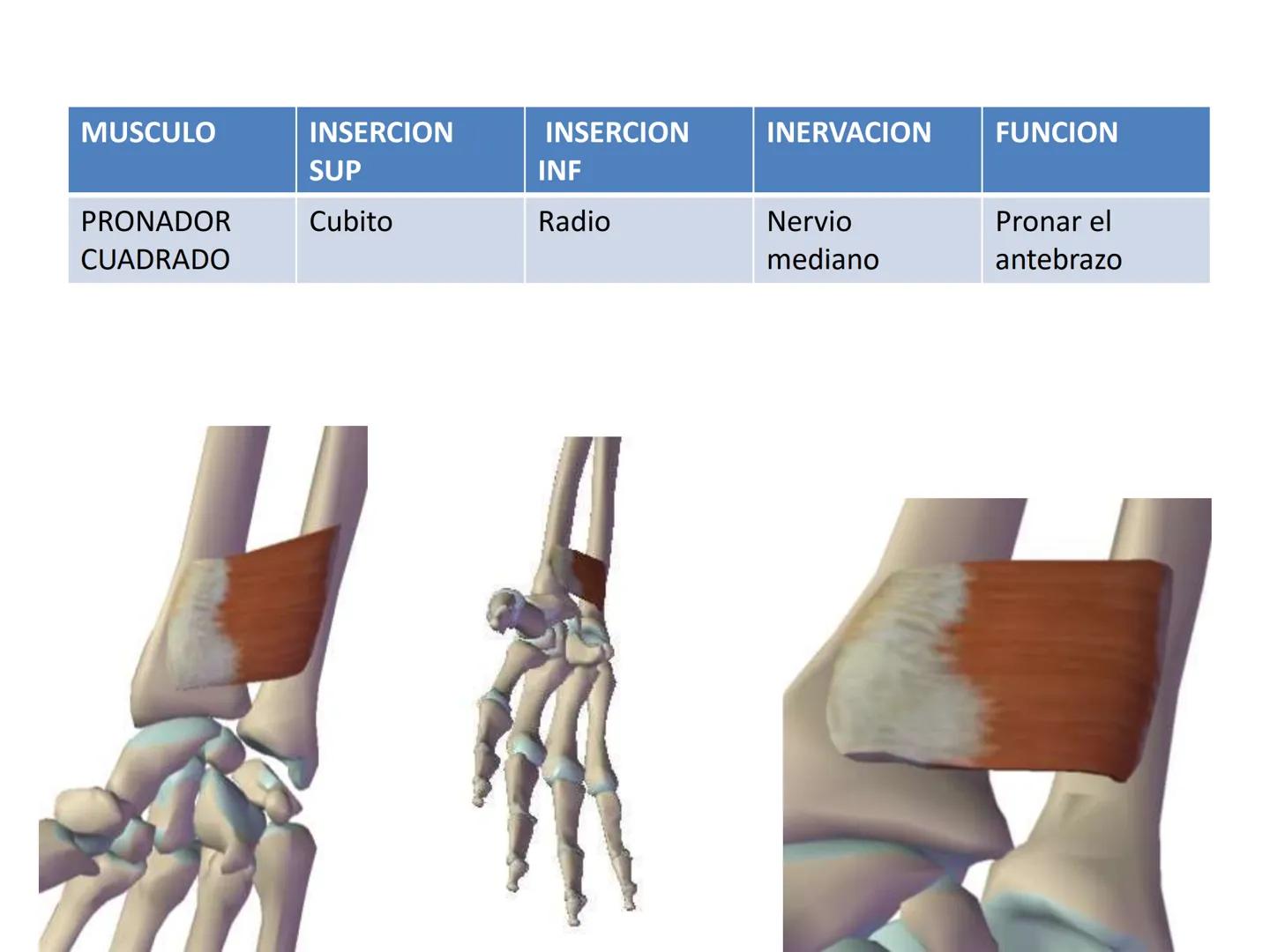 # MUSCULOS DE LA CARA MUSCULO OCCIPITO-FRONTAL
Función: movimiento del
cuero cabelludo.
Junto con el músculo
temporo-occipital se
denomina m
