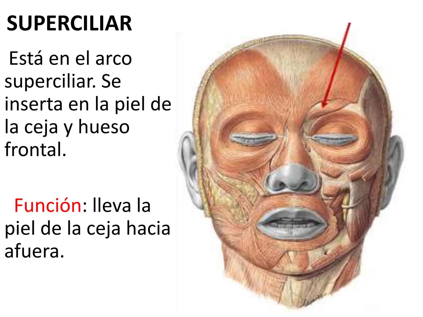 # MUSCULOS DE LA CARA MUSCULO OCCIPITO-FRONTAL
Función: movimiento del
cuero cabelludo.
Junto con el músculo
temporo-occipital se
denomina m