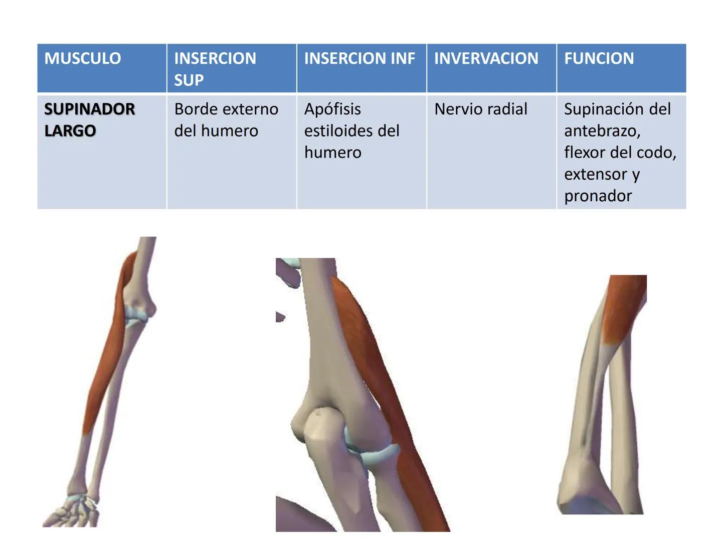# MUSCULOS DE LA CARA MUSCULO OCCIPITO-FRONTAL
Función: movimiento del
cuero cabelludo.
Junto con el músculo
temporo-occipital se
denomina m