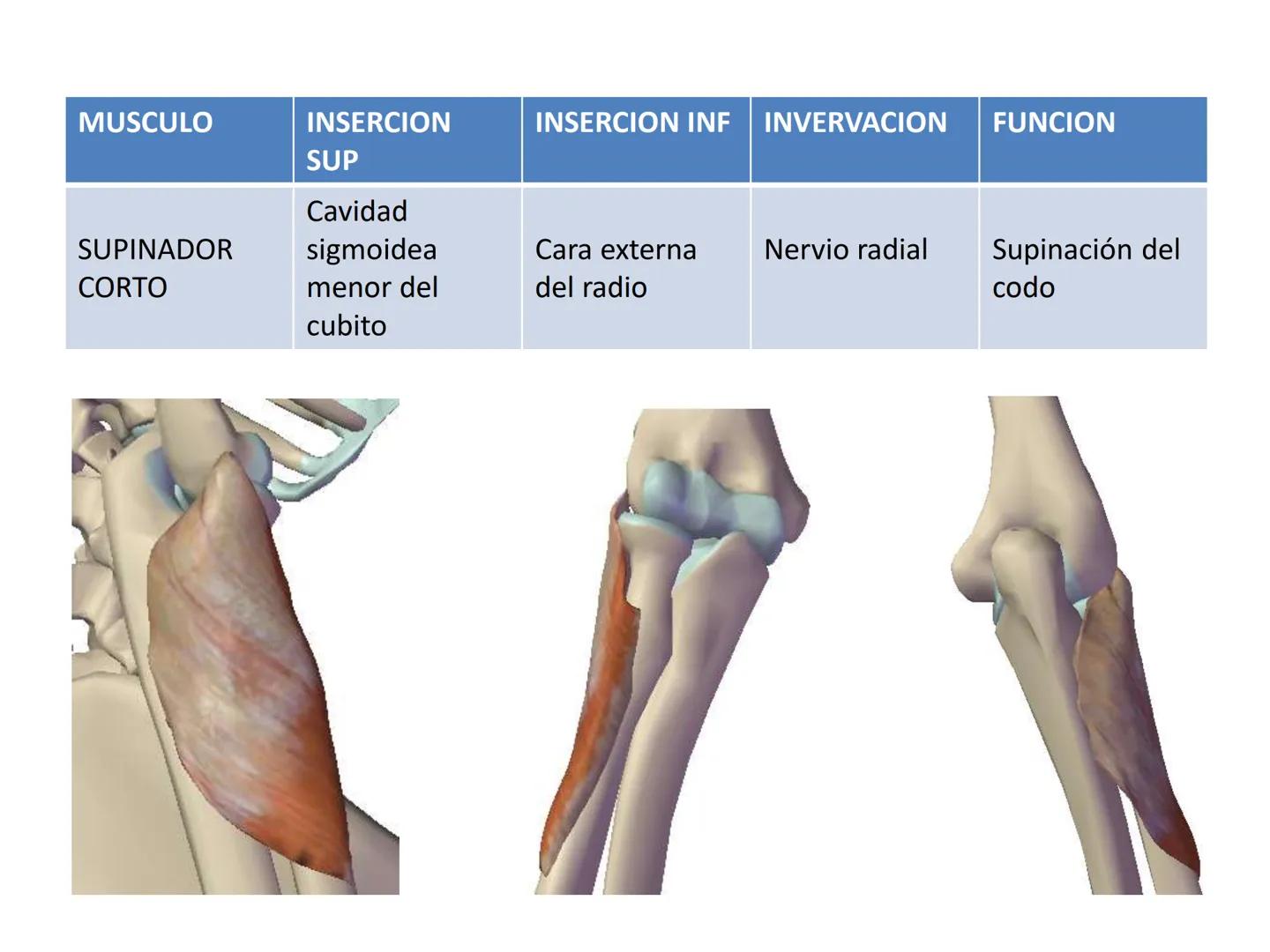 # MUSCULOS DE LA CARA MUSCULO OCCIPITO-FRONTAL
Función: movimiento del
cuero cabelludo.
Junto con el músculo
temporo-occipital se
denomina m