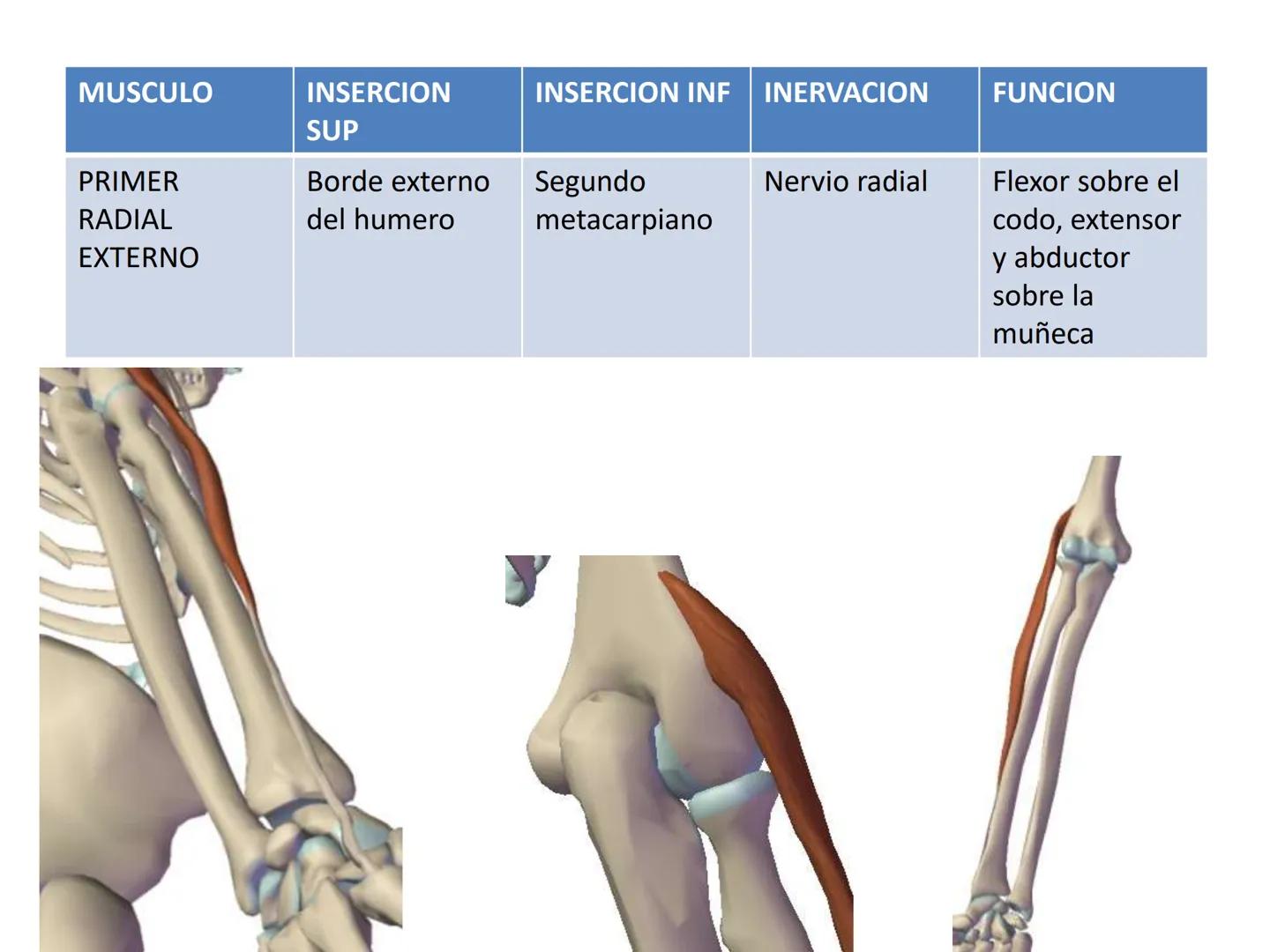 # MUSCULOS DE LA CARA MUSCULO OCCIPITO-FRONTAL
Función: movimiento del
cuero cabelludo.
Junto con el músculo
temporo-occipital se
denomina m