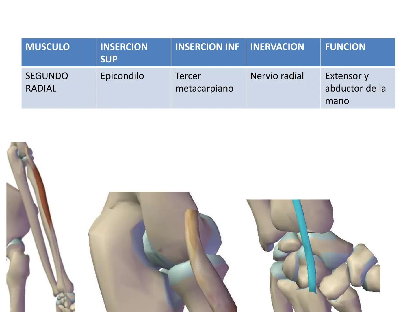 # MUSCULOS DE LA CARA MUSCULO OCCIPITO-FRONTAL
Función: movimiento del
cuero cabelludo.
Junto con el músculo
temporo-occipital se
denomina m
