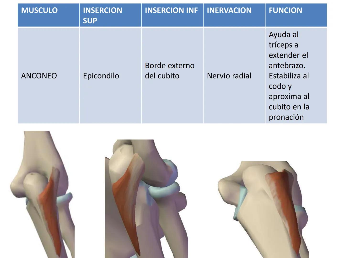 # MUSCULOS DE LA CARA MUSCULO OCCIPITO-FRONTAL
Función: movimiento del
cuero cabelludo.
Junto con el músculo
temporo-occipital se
denomina m