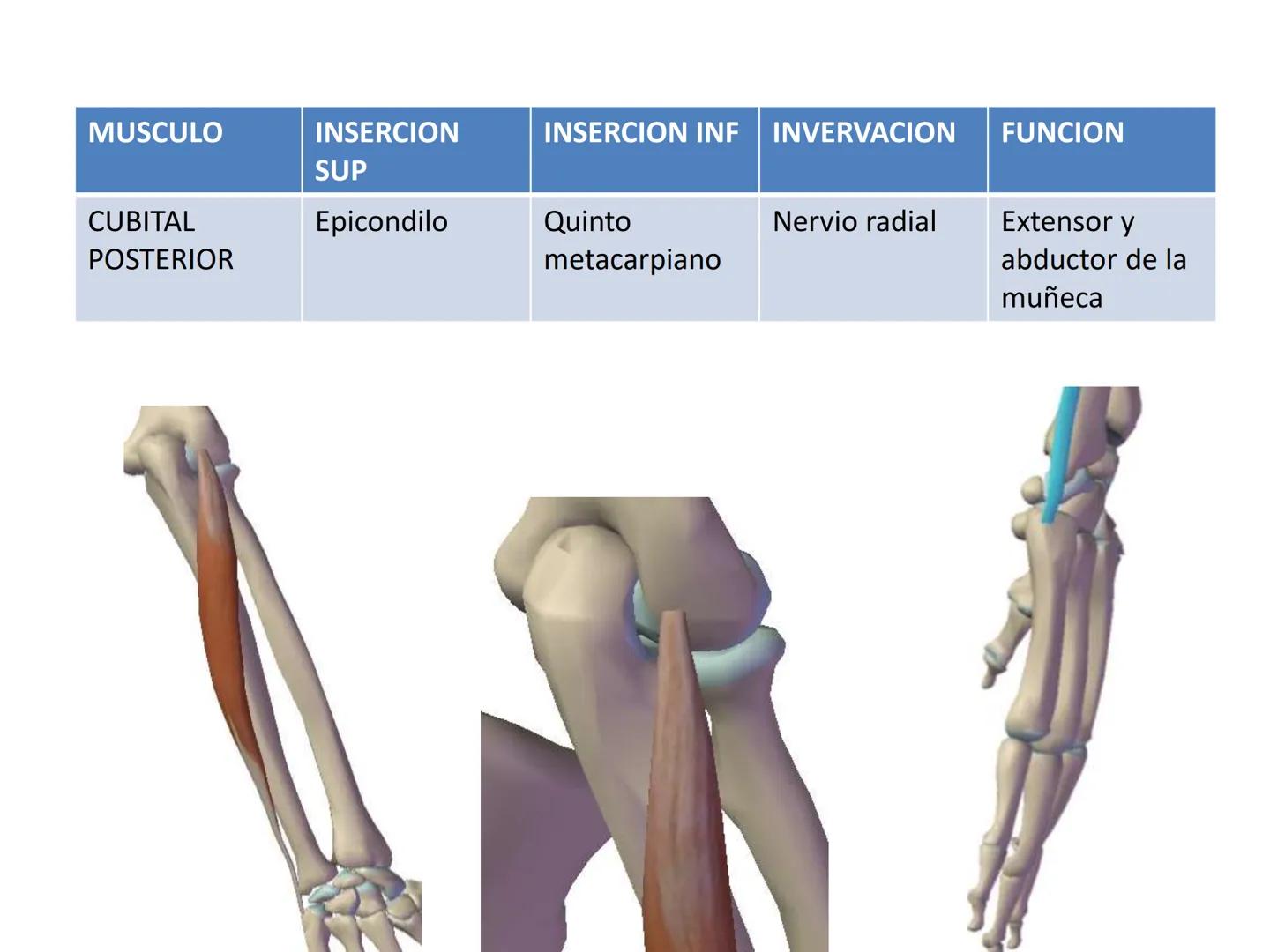 # MUSCULOS DE LA CARA MUSCULO OCCIPITO-FRONTAL
Función: movimiento del
cuero cabelludo.
Junto con el músculo
temporo-occipital se
denomina m