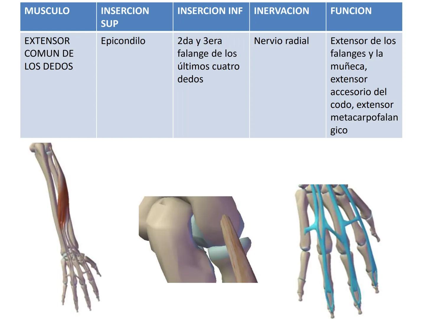 # MUSCULOS DE LA CARA MUSCULO OCCIPITO-FRONTAL
Función: movimiento del
cuero cabelludo.
Junto con el músculo
temporo-occipital se
denomina m