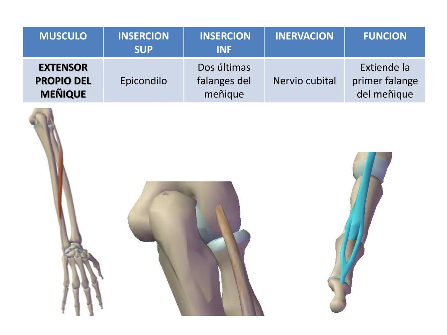 # MUSCULOS DE LA CARA MUSCULO OCCIPITO-FRONTAL
Función: movimiento del
cuero cabelludo.
Junto con el músculo
temporo-occipital se
denomina m