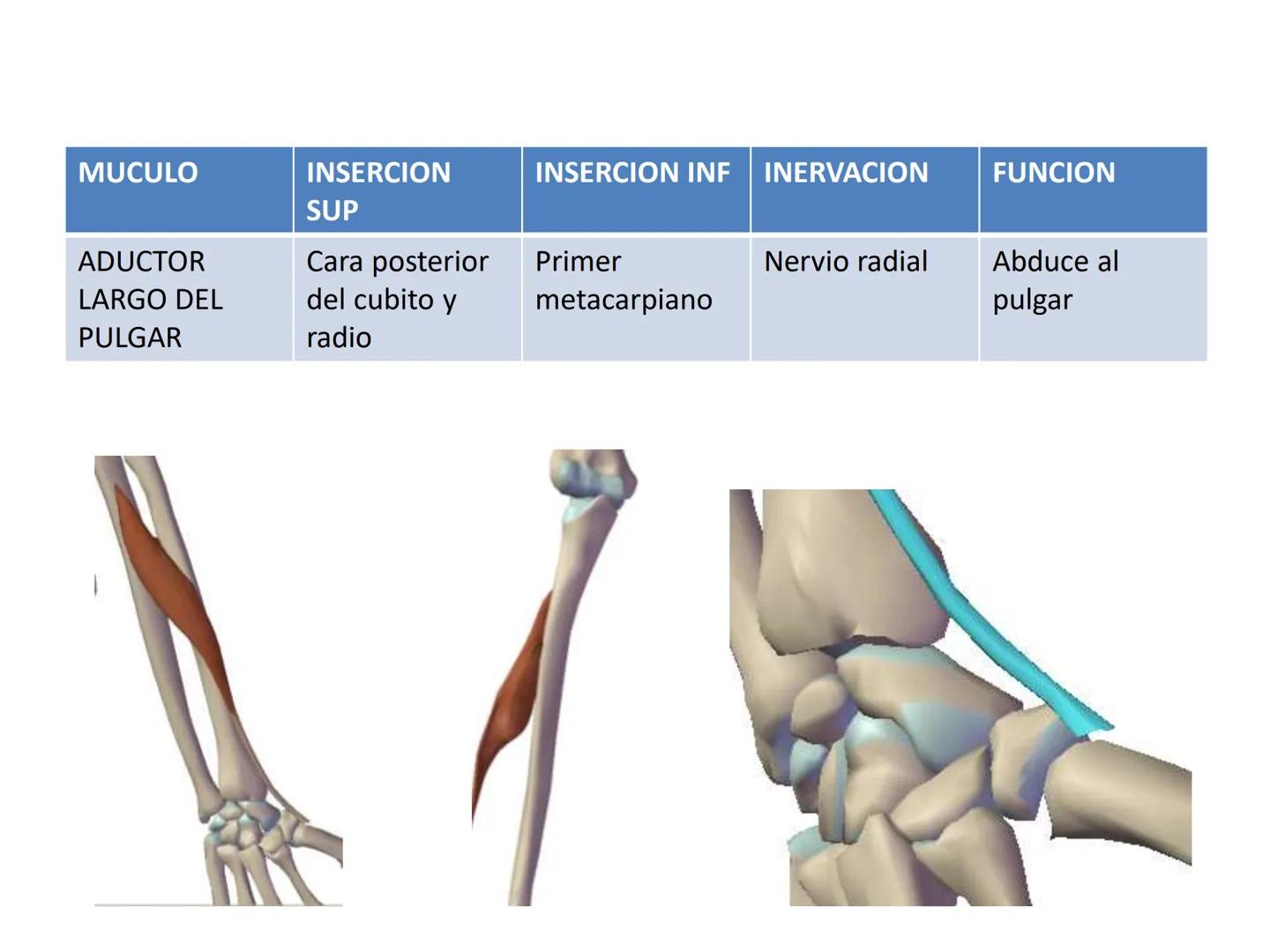 # MUSCULOS DE LA CARA MUSCULO OCCIPITO-FRONTAL
Función: movimiento del
cuero cabelludo.
Junto con el músculo
temporo-occipital se
denomina m
